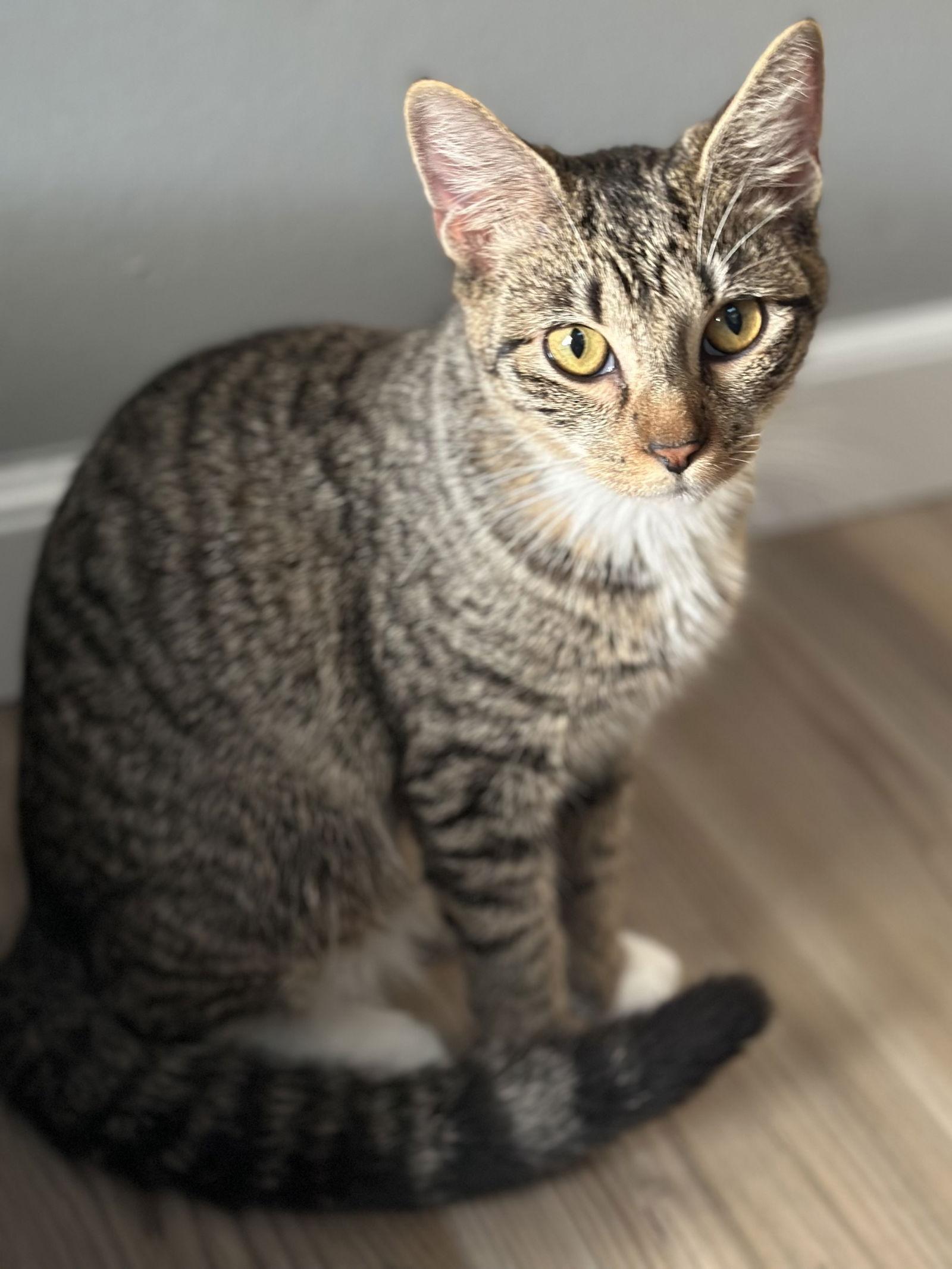 Enlarge Esmerelda, a Adopted Domestic Short Hair in Canal Winchester, OH image 2/3