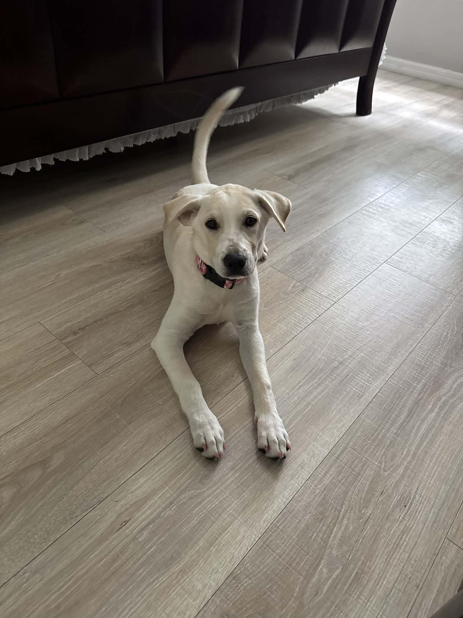 Winnie, an adopted Mixed Breed in New Smyrna Beach, FL image 2/2