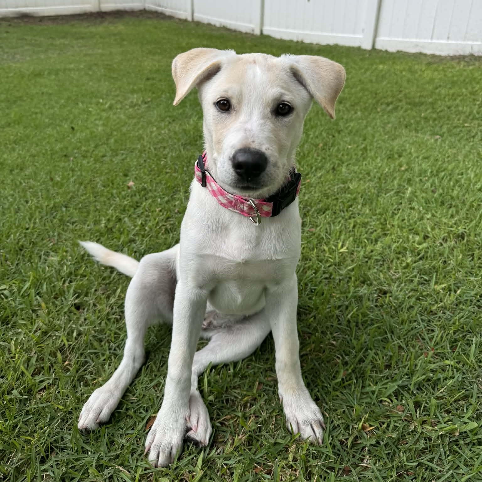 Winnie, adopted, Young Female Mixed Breed.