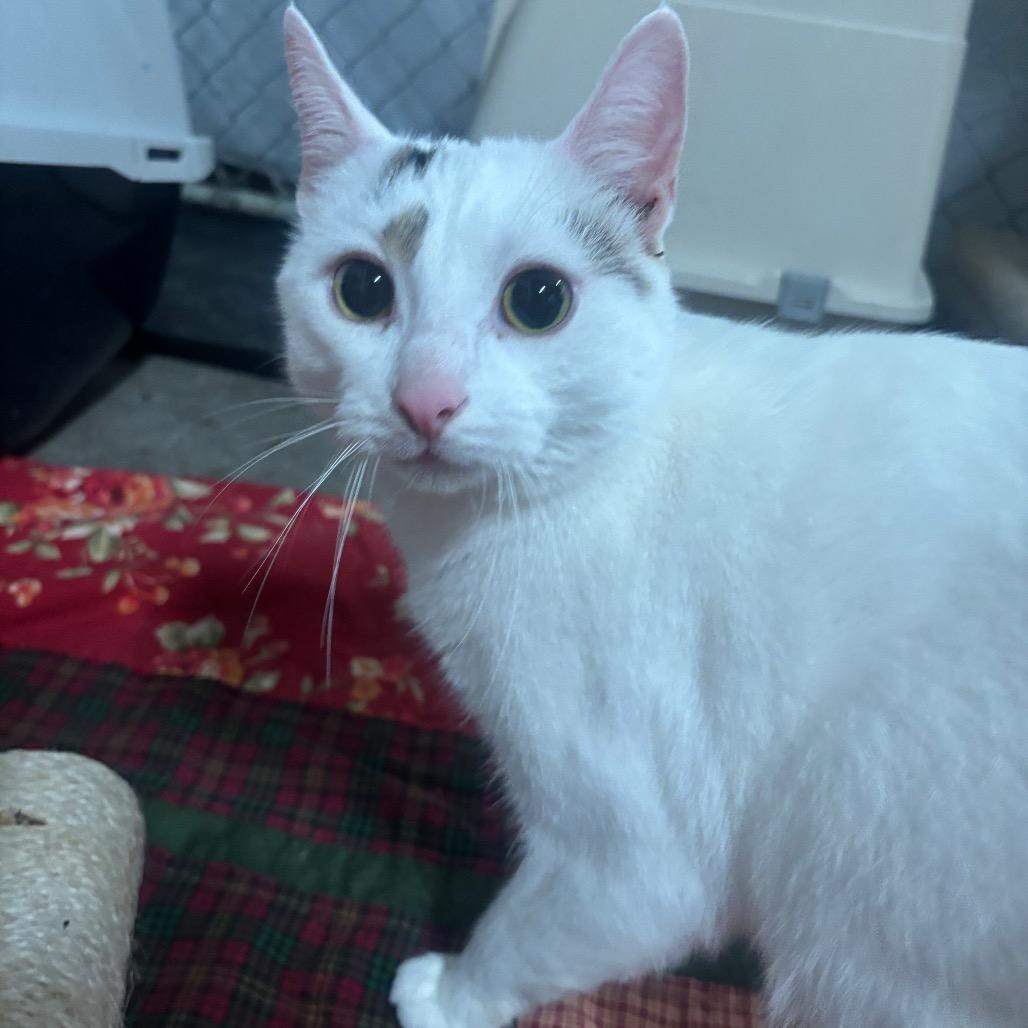 Ollie 74C26, Adoptable, Adult Male Domestic Short Hair.