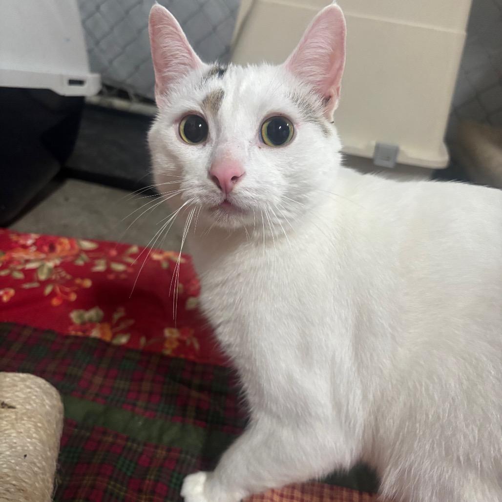 Enlarge Ollie 74C26, a Adoptable Domestic Short Hair in Napoleon, OH image 2/6