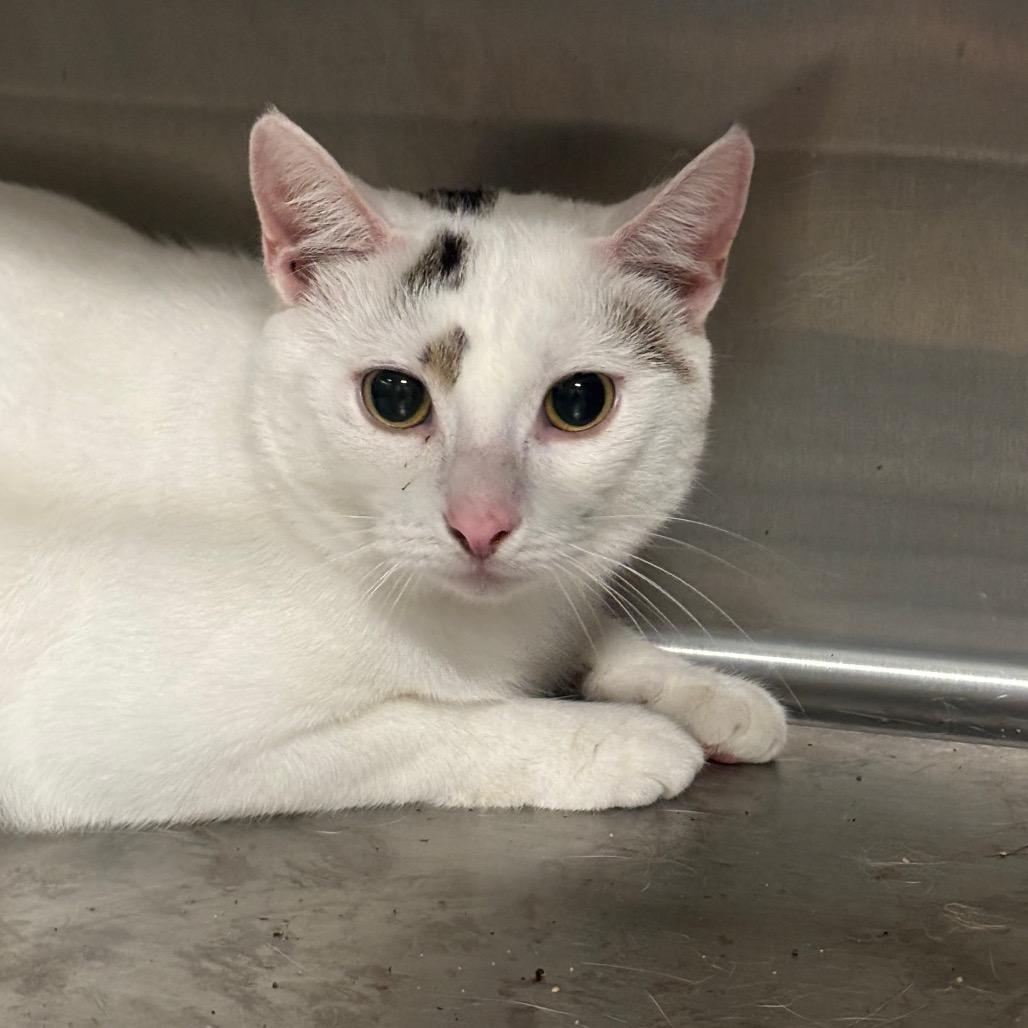 Enlarge Ollie 74C26, a Adoptable Domestic Short Hair in Napoleon, OH image 3/6