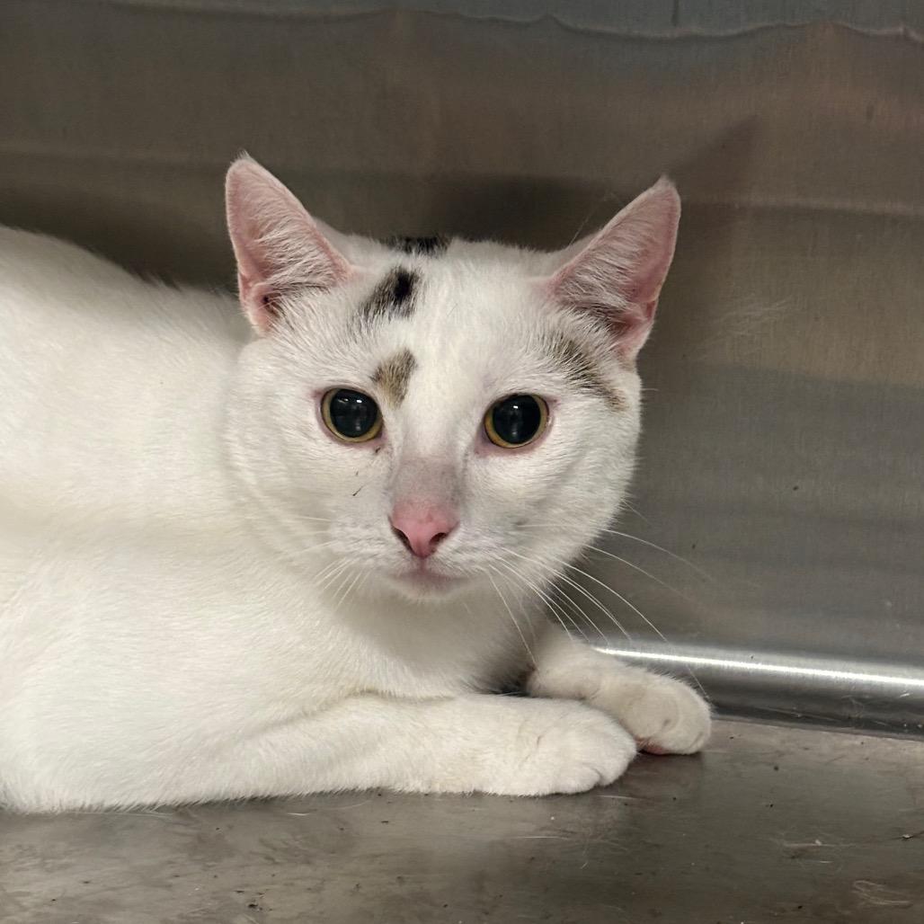 Enlarge Ollie 74C26, a Adoptable Domestic Short Hair in Napoleon, OH image 4/6