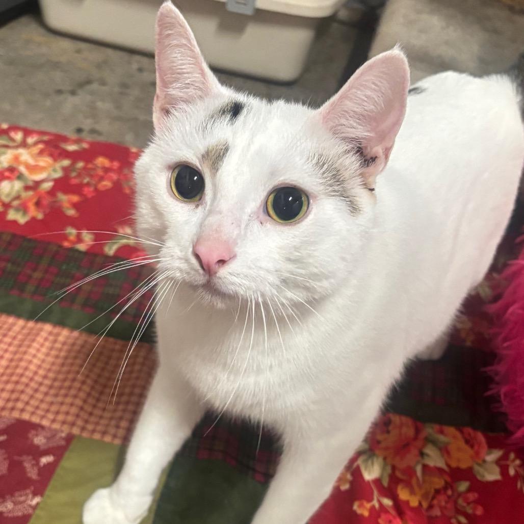 Enlarge Ollie 74C26, a Adoptable Domestic Short Hair in Napoleon, OH image 5/6