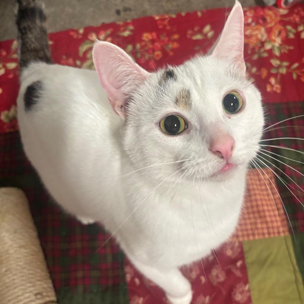 Enlarge Ollie 74C26, a Adoptable Domestic Short Hair in Napoleon, OH image 6/6