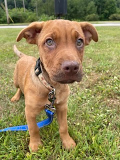 Enlarge Buzz, a Adopted mixed breed in Franklin, PA image 1/1