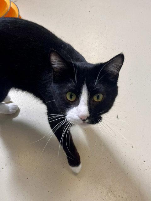 Sully, Adoptable, Adult Male Domestic Short Hair.