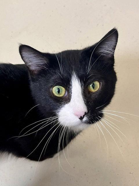 Enlarge Sully, a Adoptable Domestic Short Hair in Webster, WI image 2/3