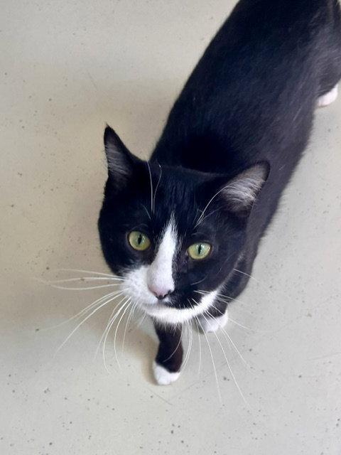 Enlarge Sully, a Adoptable Domestic Short Hair in Webster, WI image 3/3
