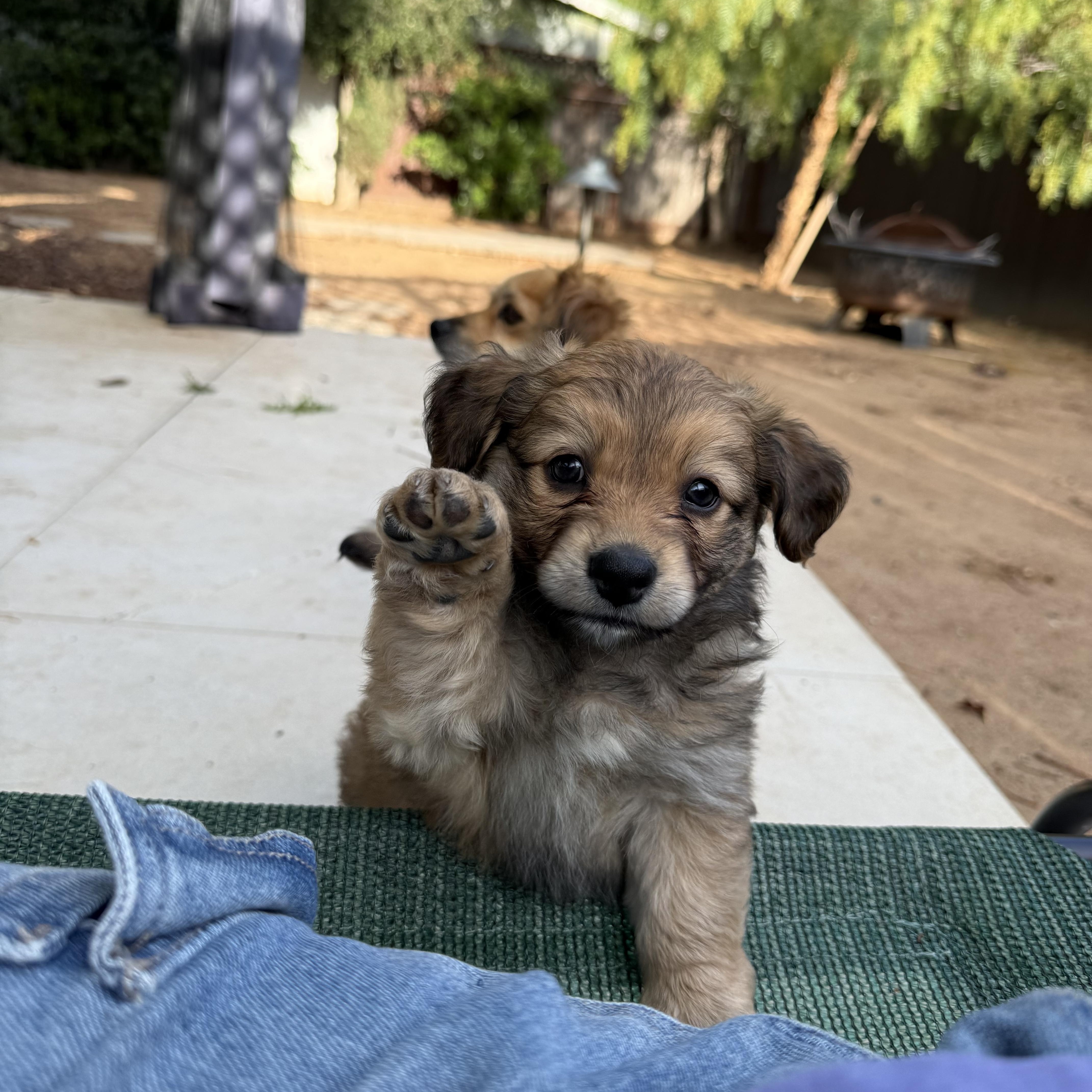 Biscuit Boy, adopted, Puppy Male Cavalier King Charles Spaniel & Pomeranian.
