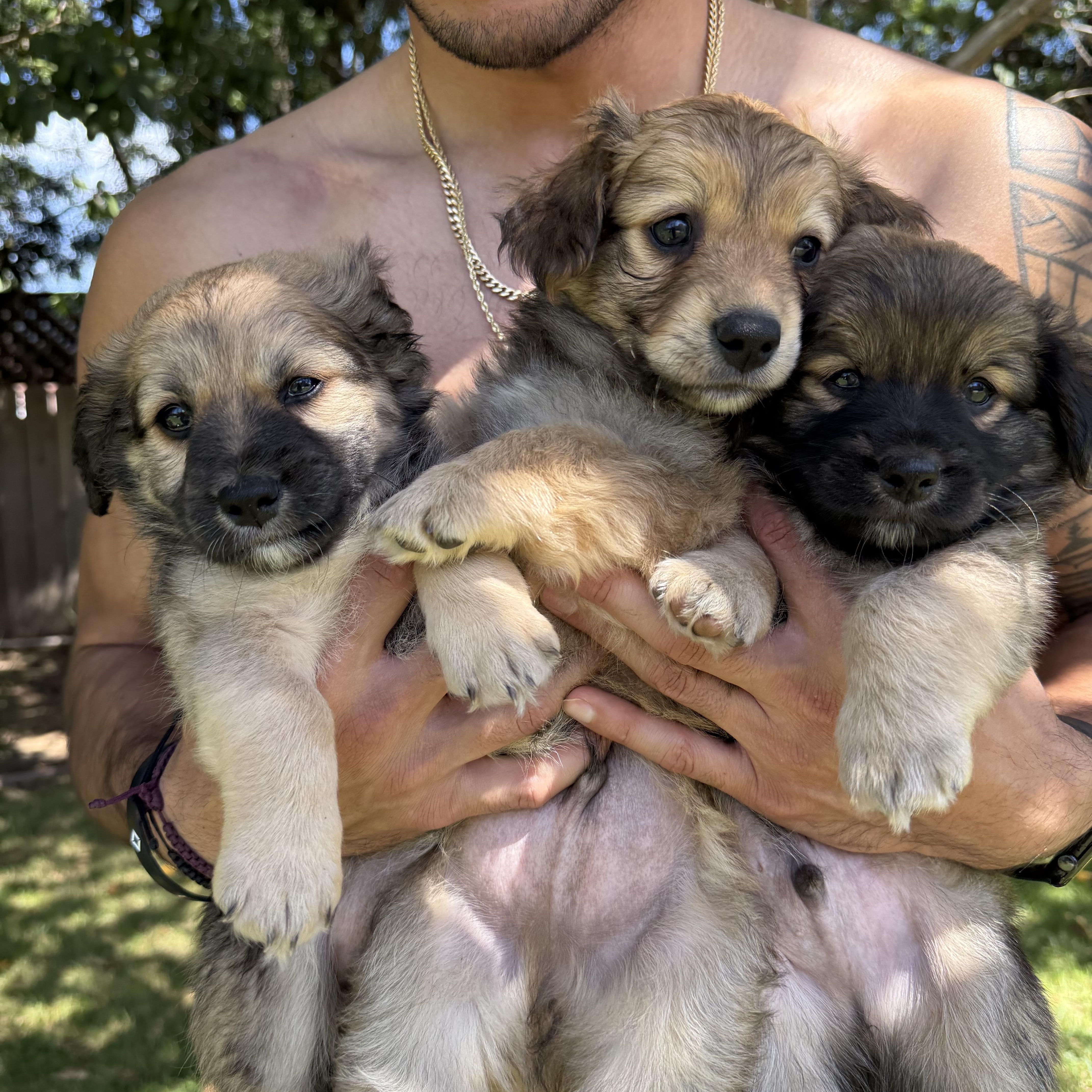 Enlarge Biscuit Boy, an adopted mixed breed in San Diego, CA image 3/4
