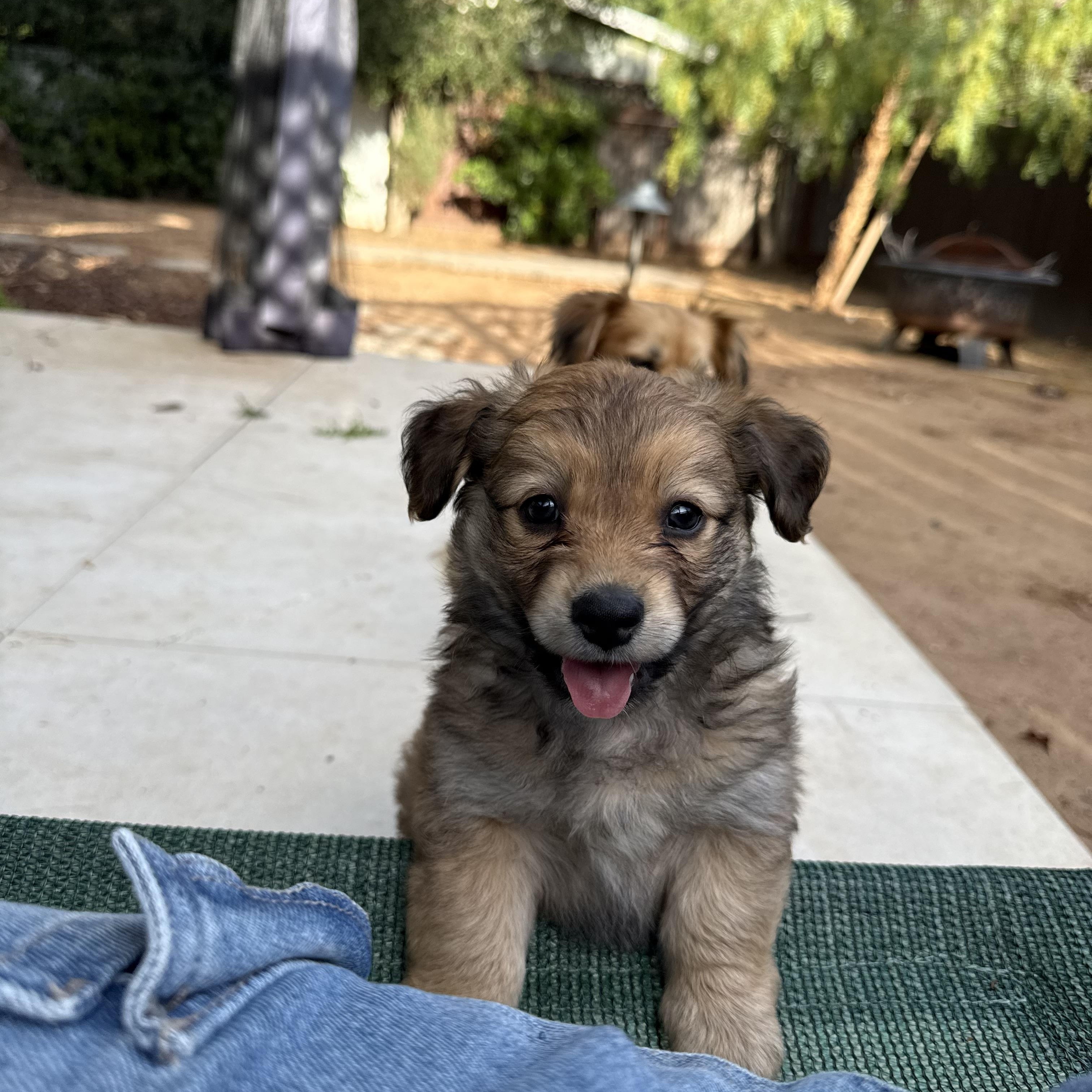 Enlarge Biscuit Boy, an adopted mixed breed in San Diego, CA image 2/4