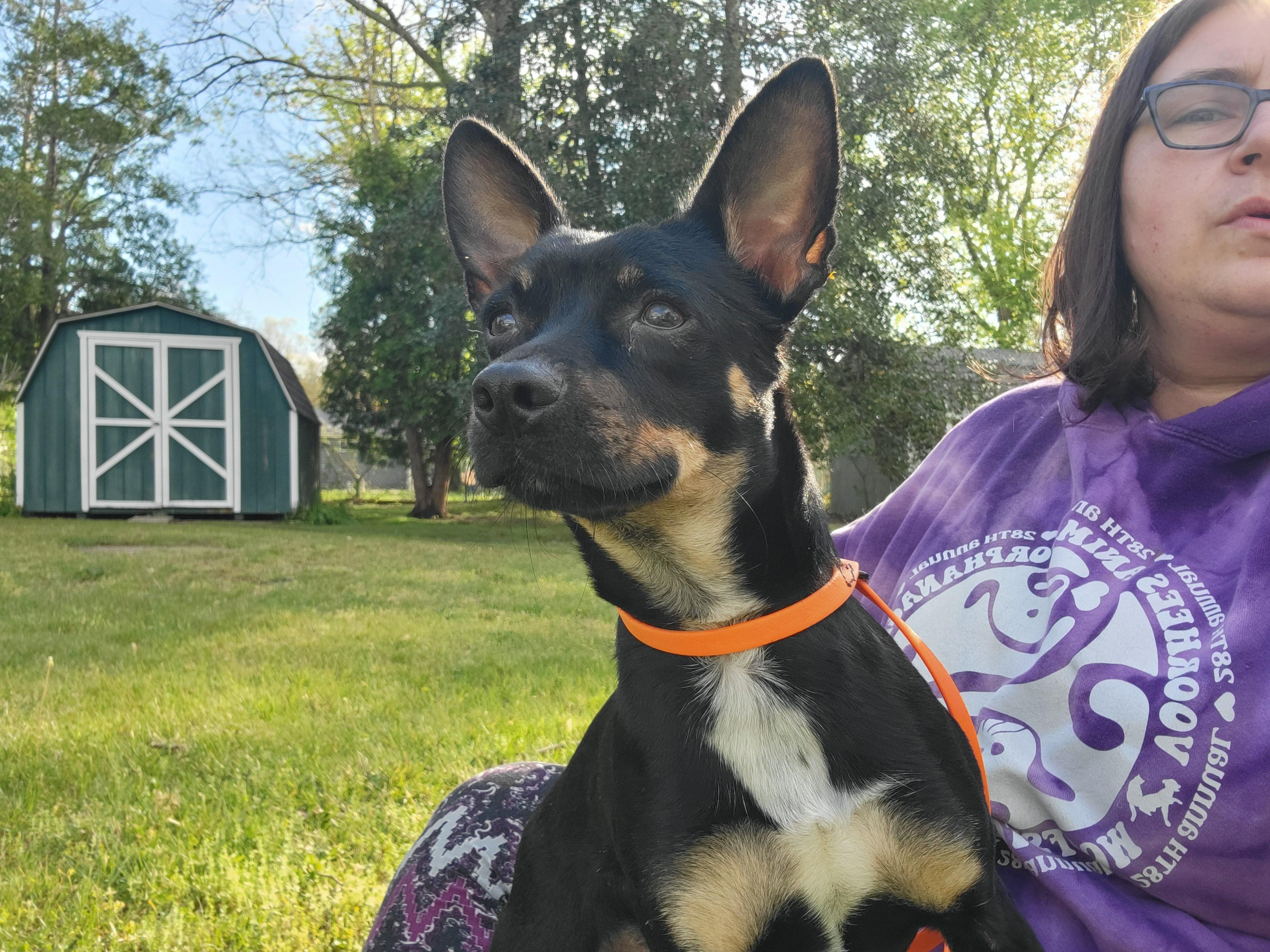 Ben, a ADOPTABLE mixed breed in Elwood, NJ image 6/6