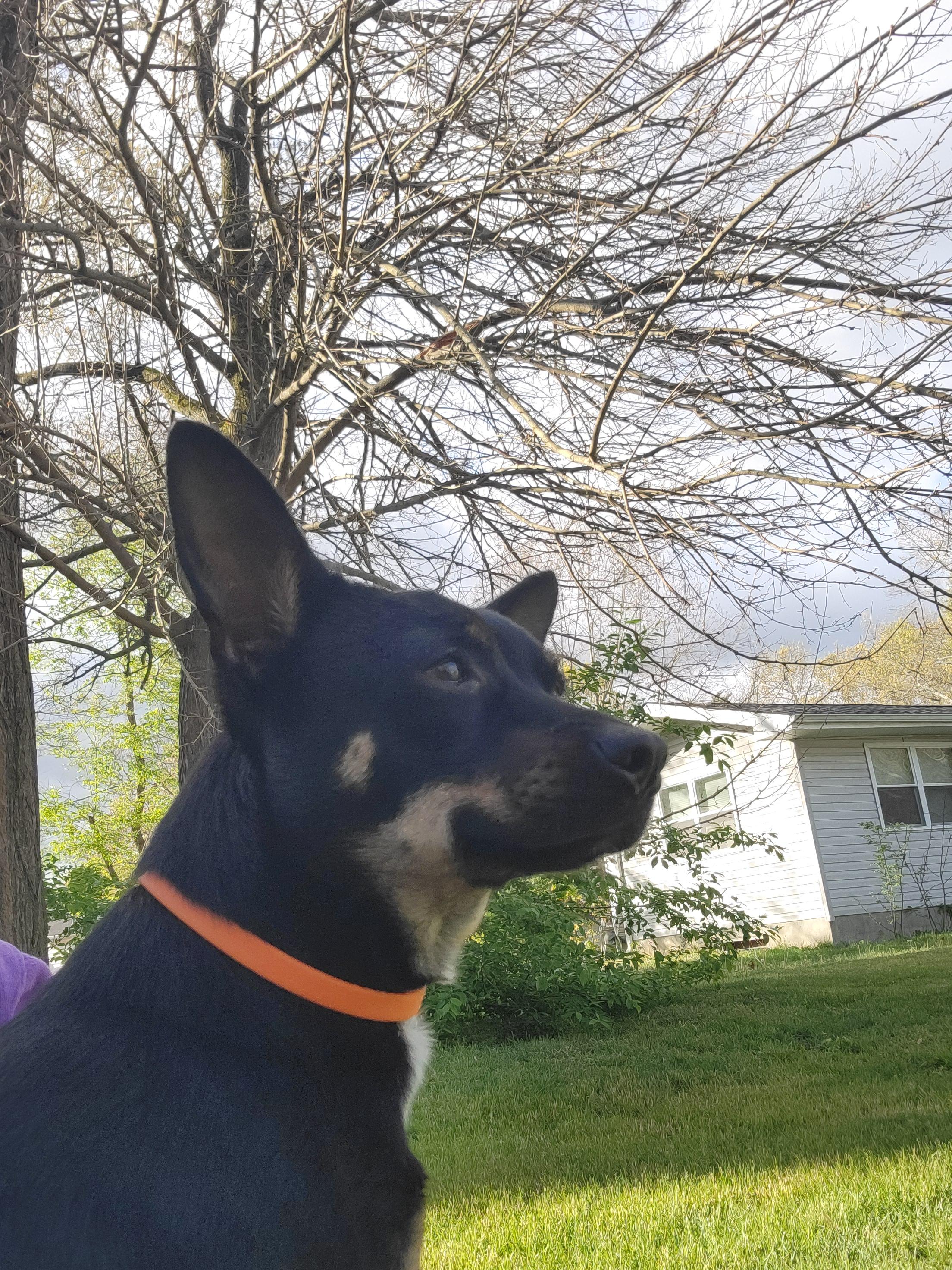 Ben, a ADOPTABLE mixed breed in Elwood, NJ image 4/6