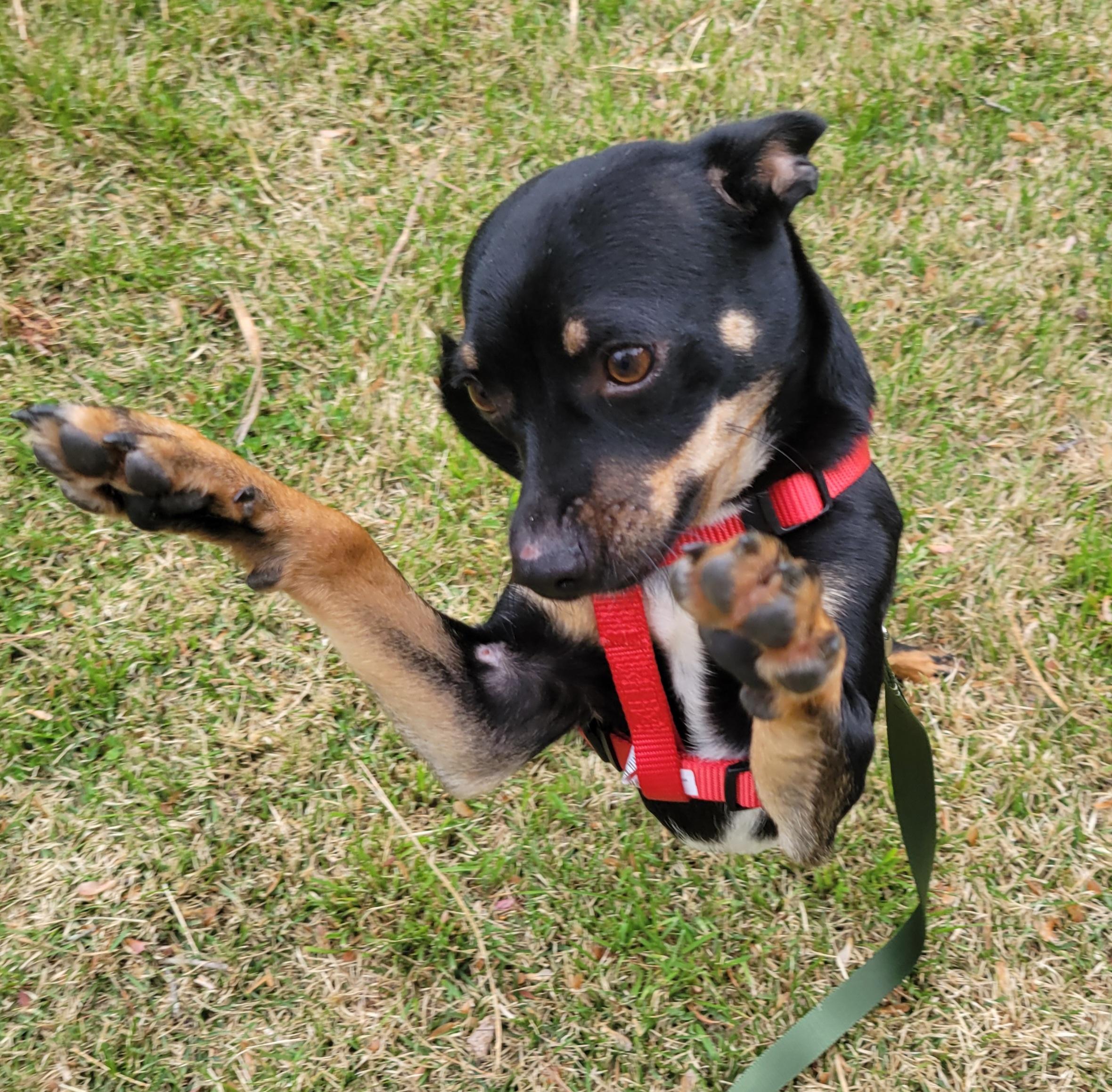Ben, a ADOPTABLE mixed breed in Elwood, NJ image 2/6