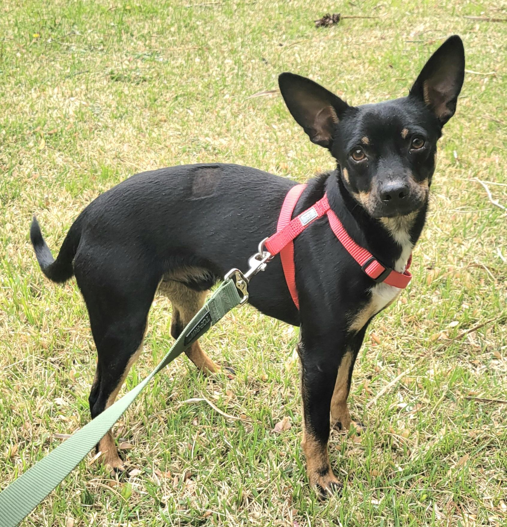 Ben, a ADOPTABLE mixed breed in Elwood, NJ image 5/6