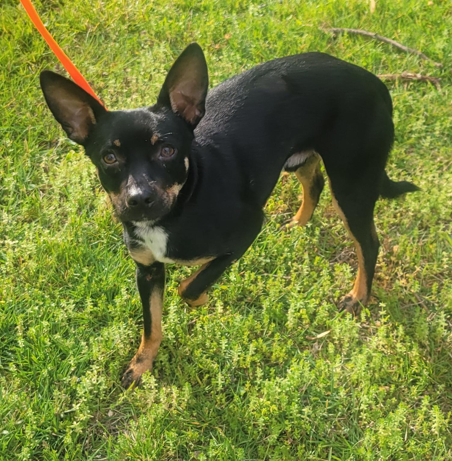 Ben, a ADOPTABLE mixed breed in Elwood, NJ image 1/6