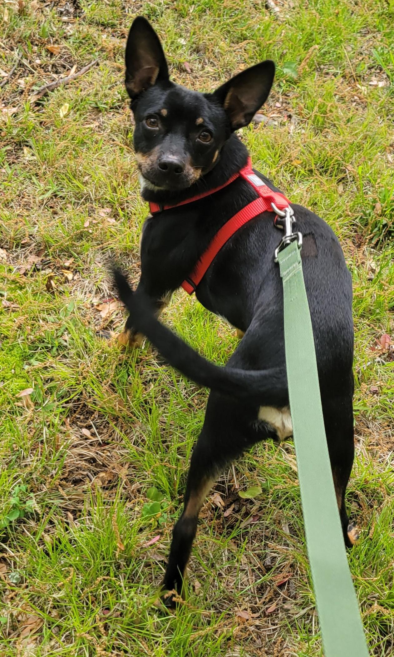Ben, a ADOPTABLE mixed breed in Elwood, NJ image 3/6