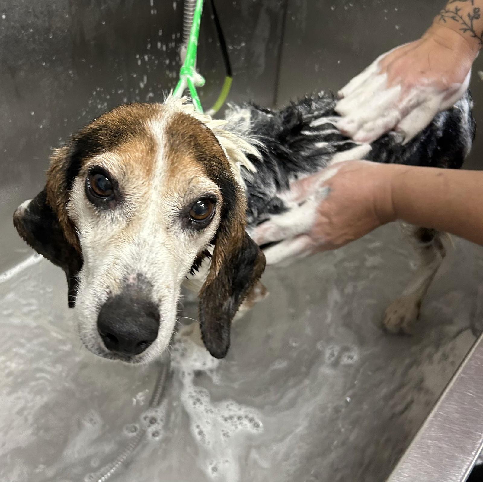 Enlarge Isaac, a Adopted Beagle in Norwood, OH image 1/3