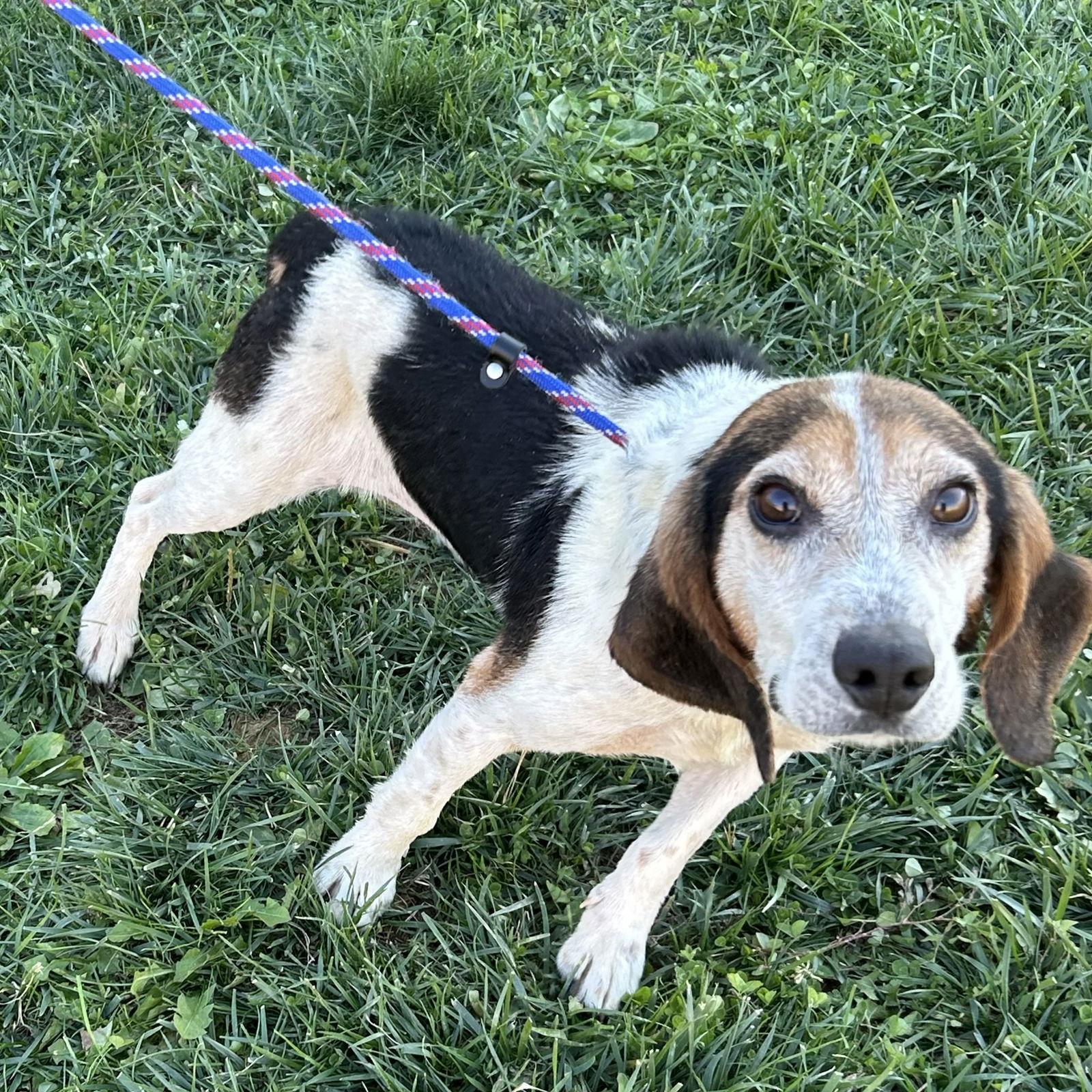 Enlarge Isaac, a Adopted Beagle in Norwood, OH image 3/3