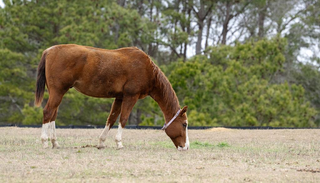 Enlarge Blaze, an adopted Quarterhorse in Aiken, SC image 6/6