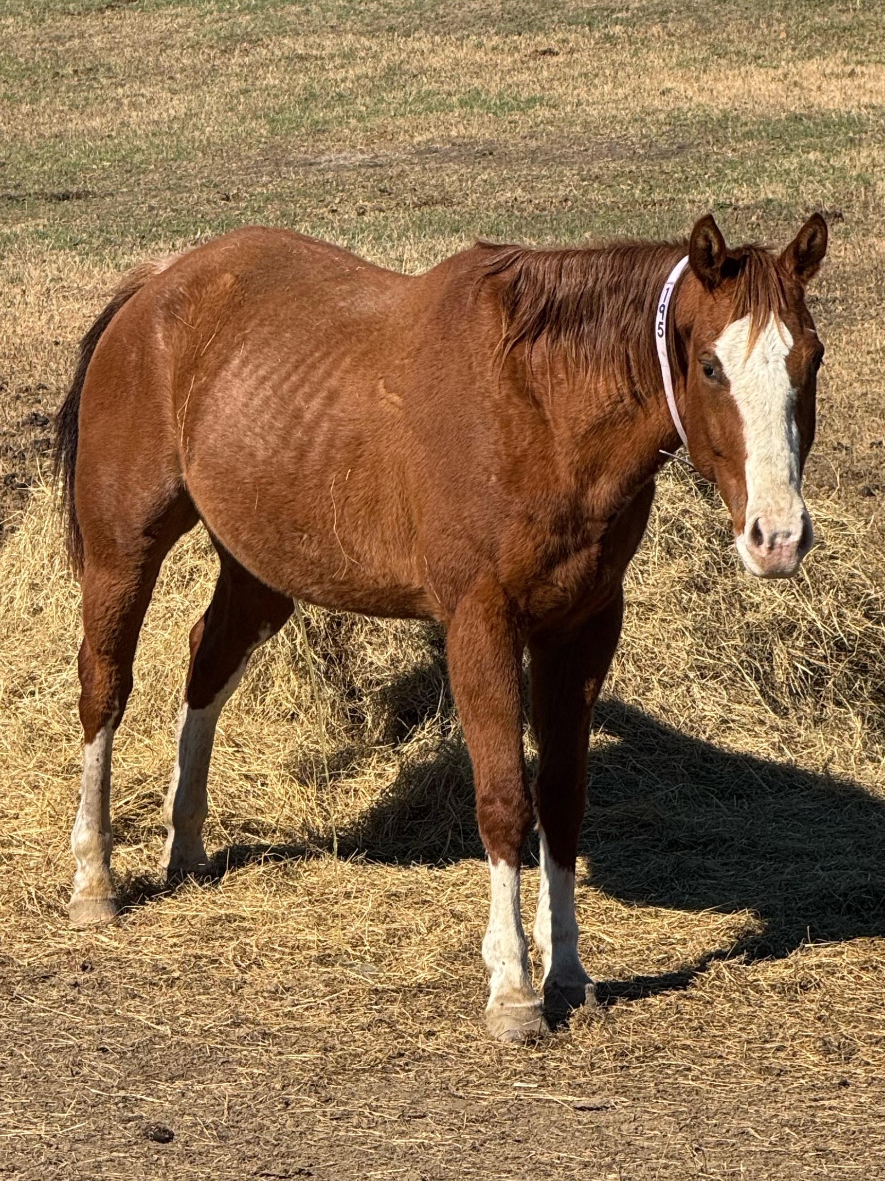 Blaze, ADOPTABLE, Adult Male Quarterhorse.