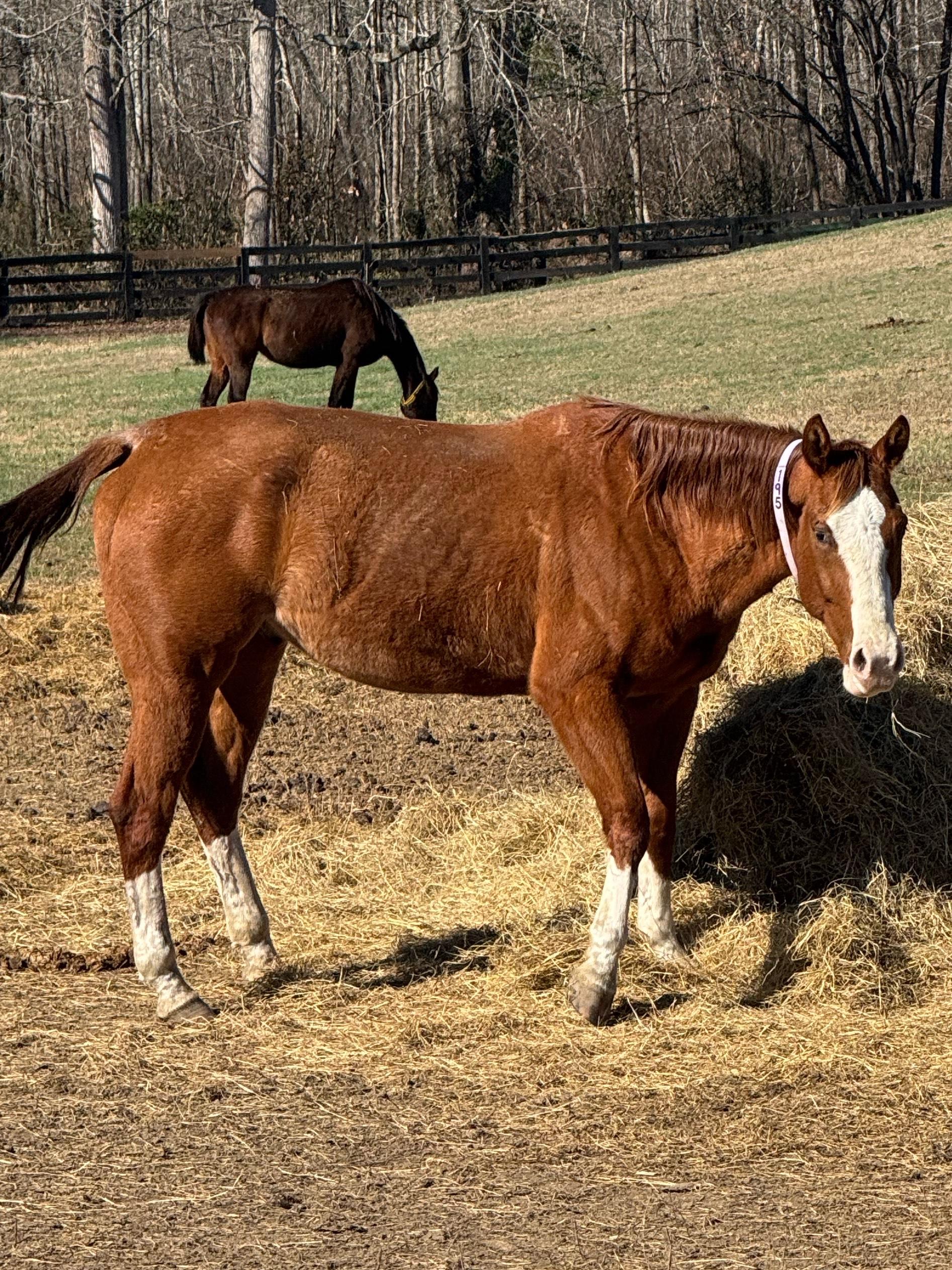 Enlarge Blaze, a ADOPTABLE Quarterhorse in Aiken, SC image 2/2