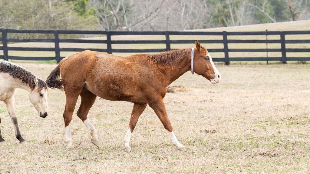 Enlarge Blaze, an adopted Quarterhorse in Aiken, SC image 5/6