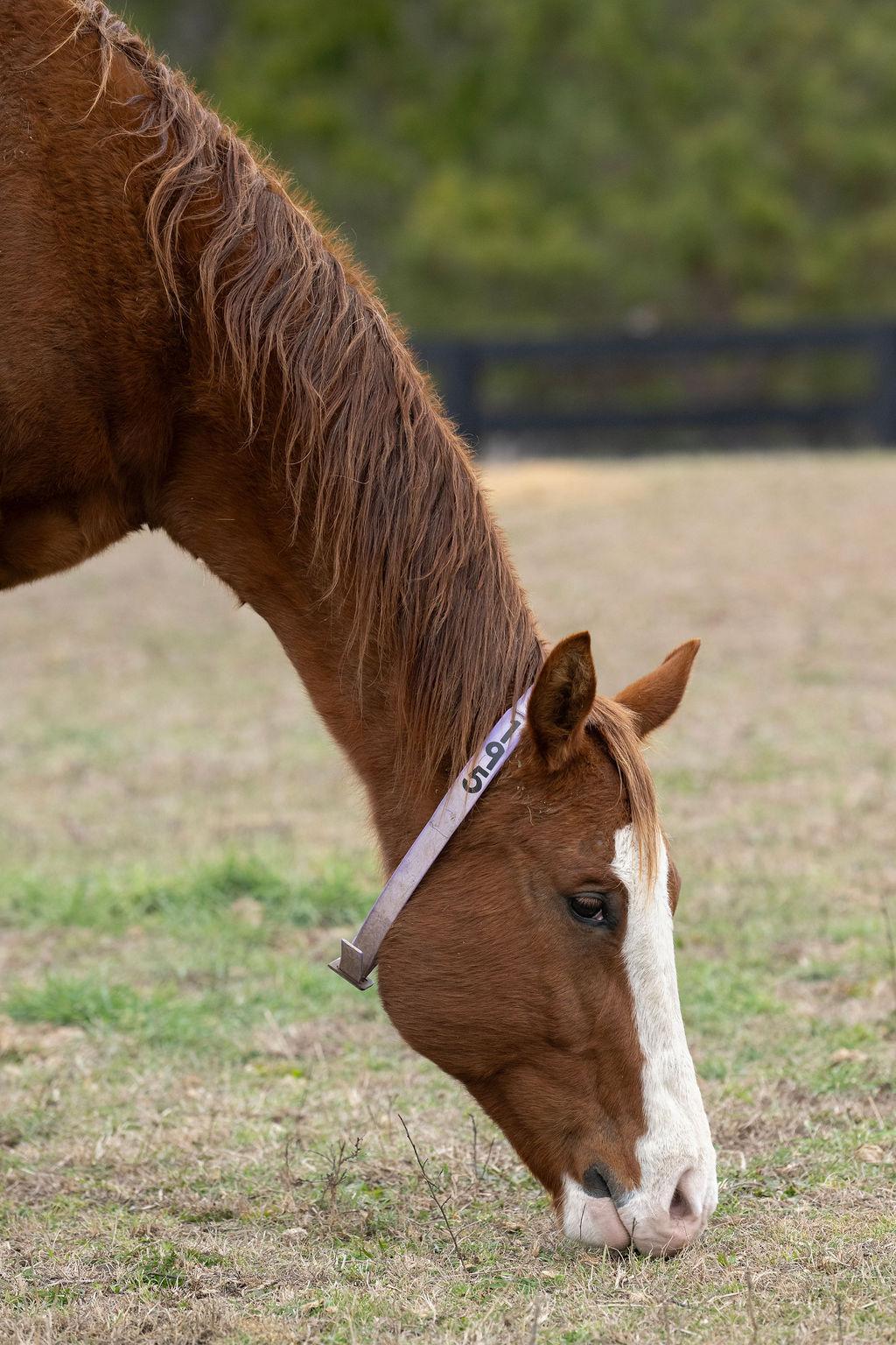 Enlarge Blaze, an adopted Quarterhorse in Aiken, SC image 1/6