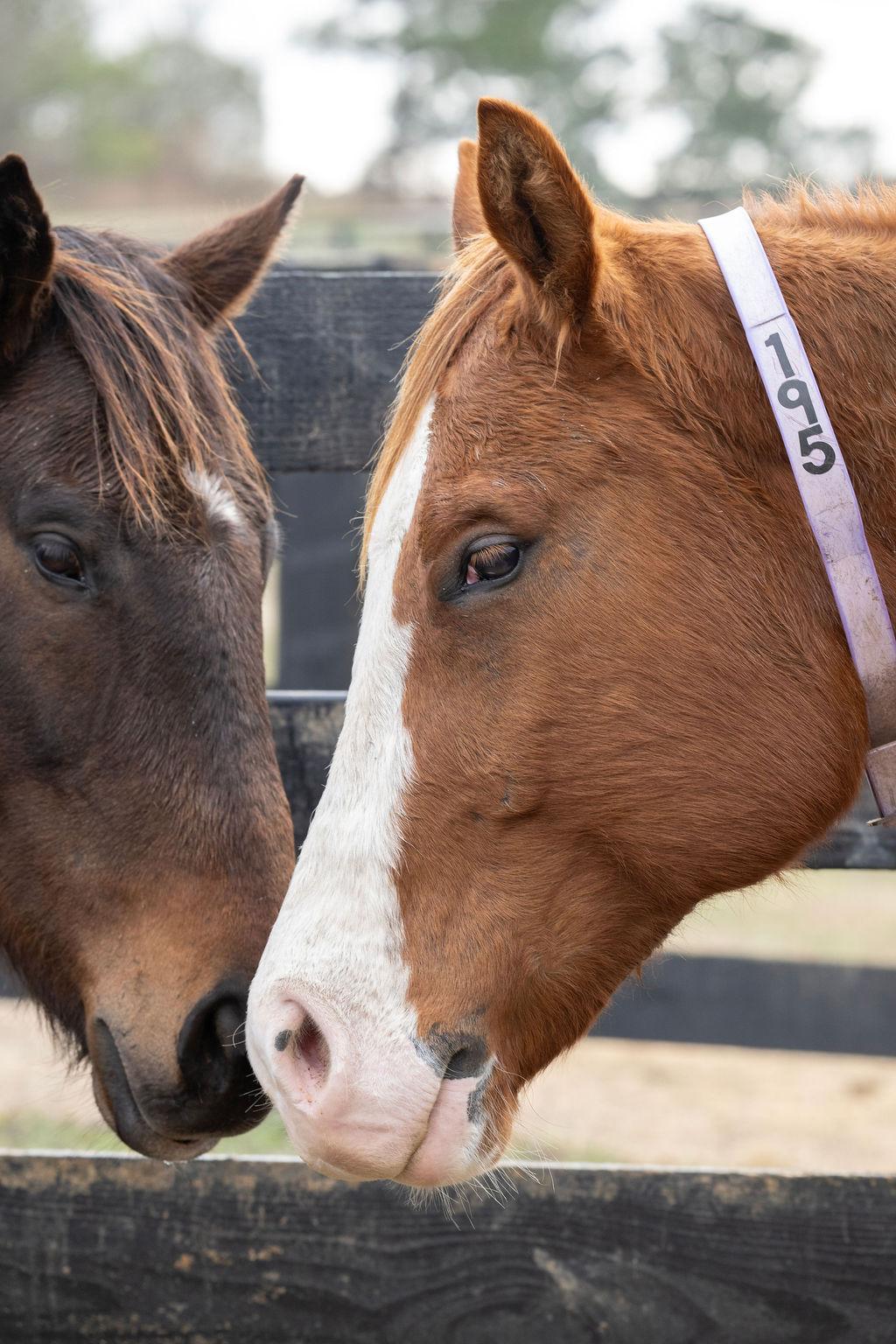 Enlarge Blaze, an adopted Quarterhorse in Aiken, SC image 4/6
