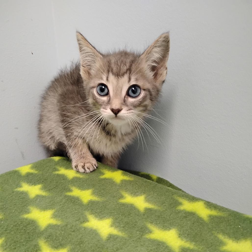 Skeletor, Adoptable, Kitten Male Domestic Short Hair.