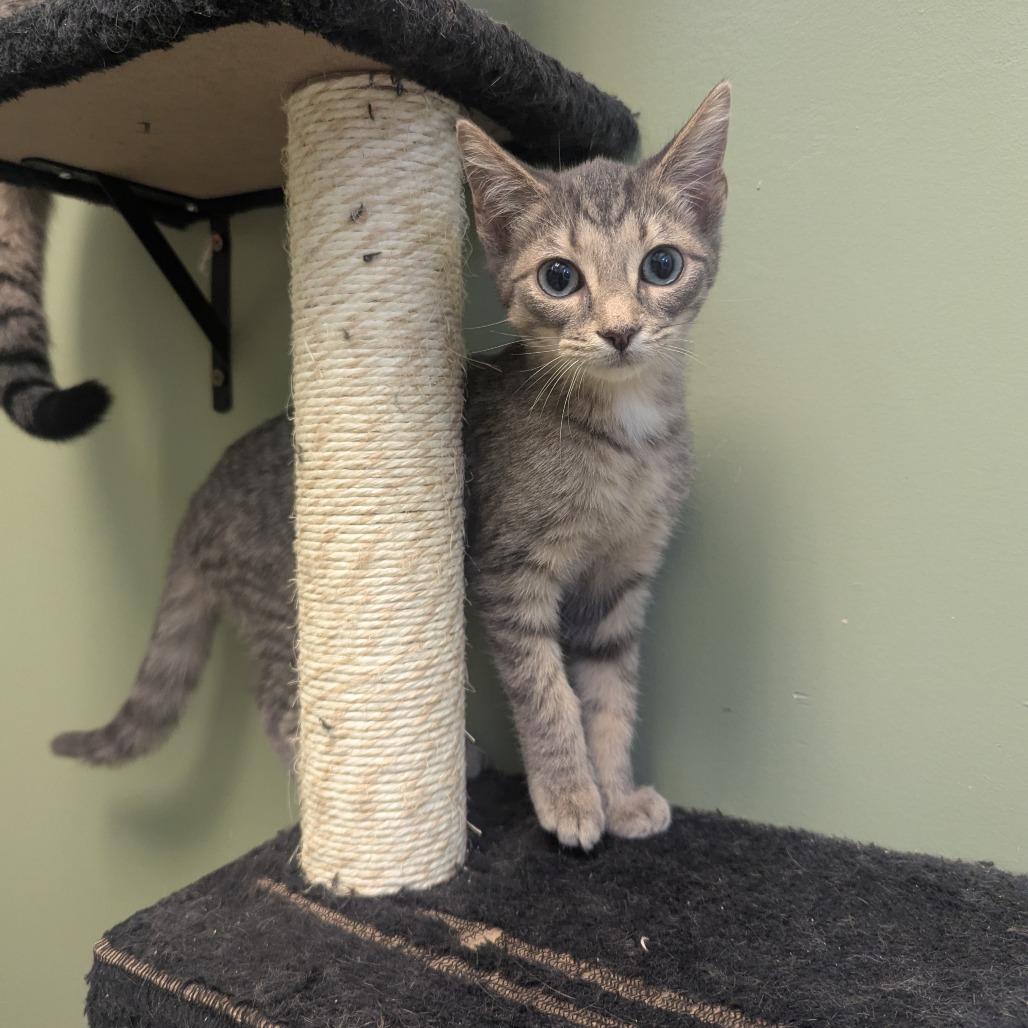 Enlarge Skeletor, a Adoptable Domestic Short Hair in Winchester, TN image 2/3