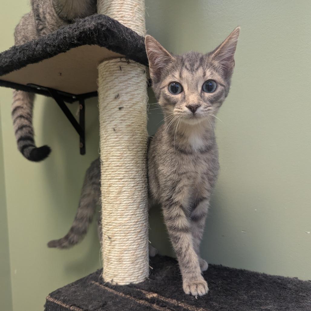 Enlarge Skeletor, a Adoptable Domestic Short Hair in Winchester, TN image 3/3