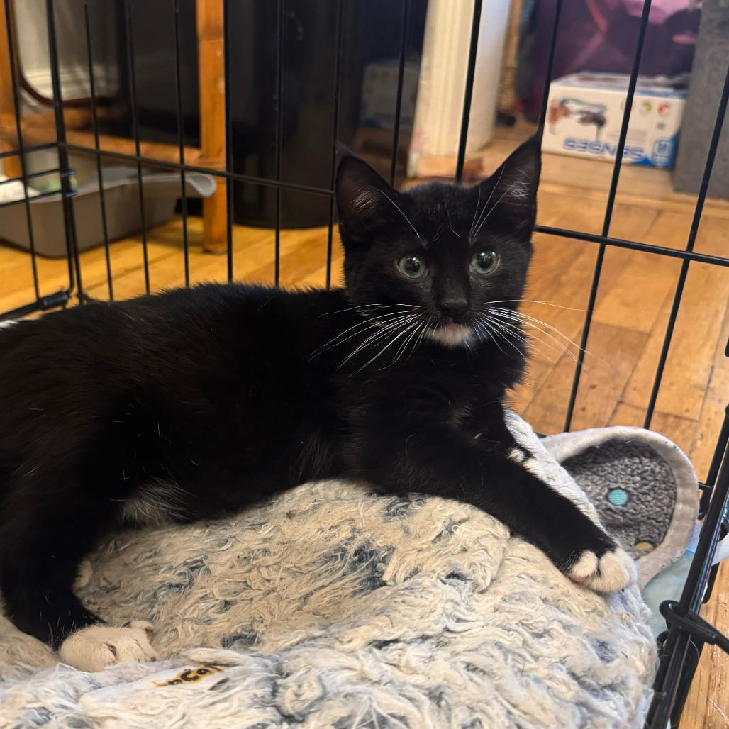 Enlarge Dr. Pepper, a Adoptable Domestic Short Hair in New York, NY image 1/5