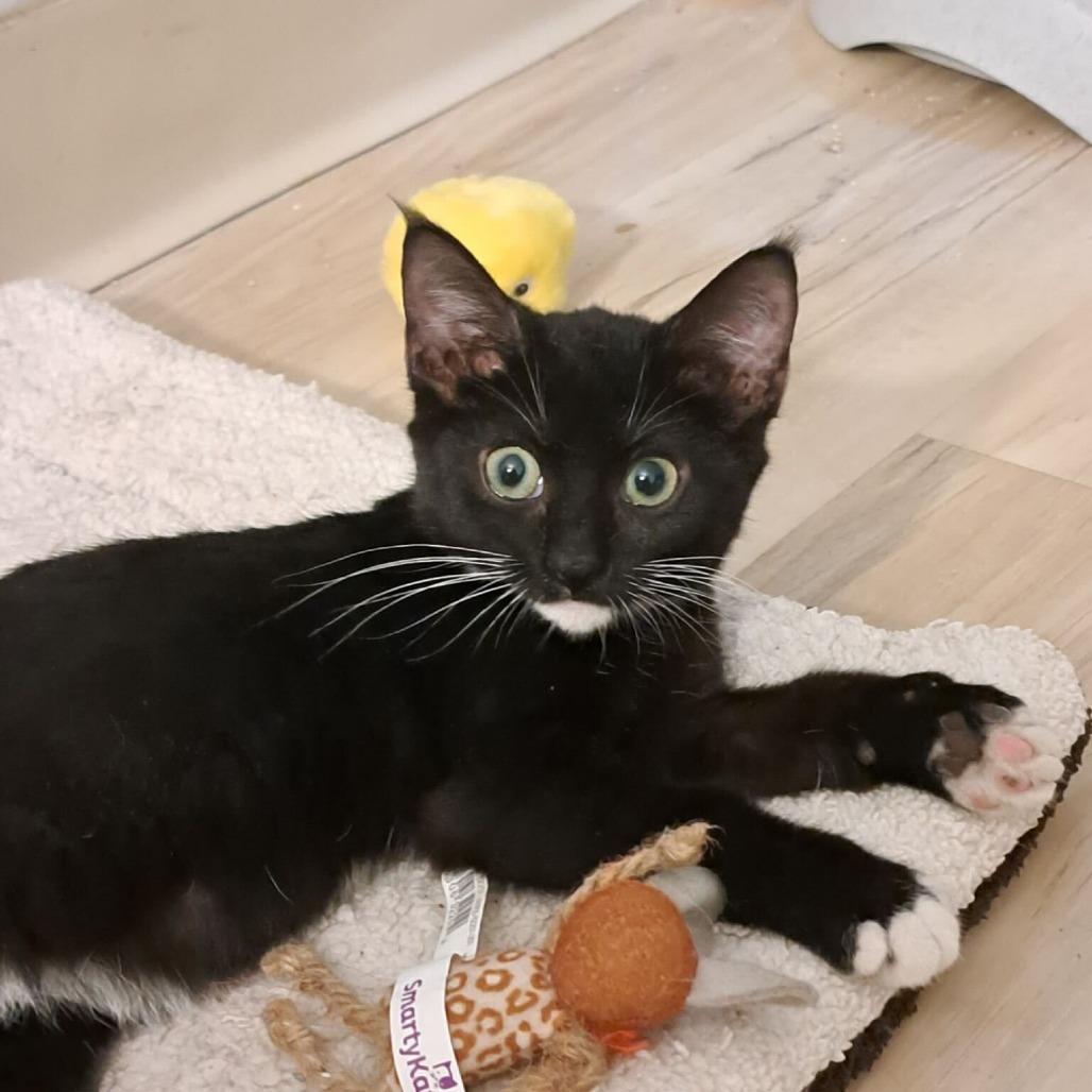 Enlarge Dr. Pepper, a Adoptable Domestic Short Hair in New York, NY image 2/5