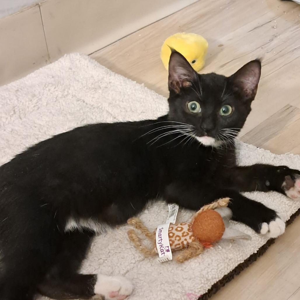 Enlarge Dr. Pepper, a Adoptable Domestic Short Hair in New York, NY image 3/5