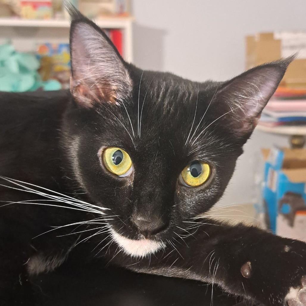 Dr. Pepper, a Adoptable Domestic Short Hair in New York, NY image 4/6