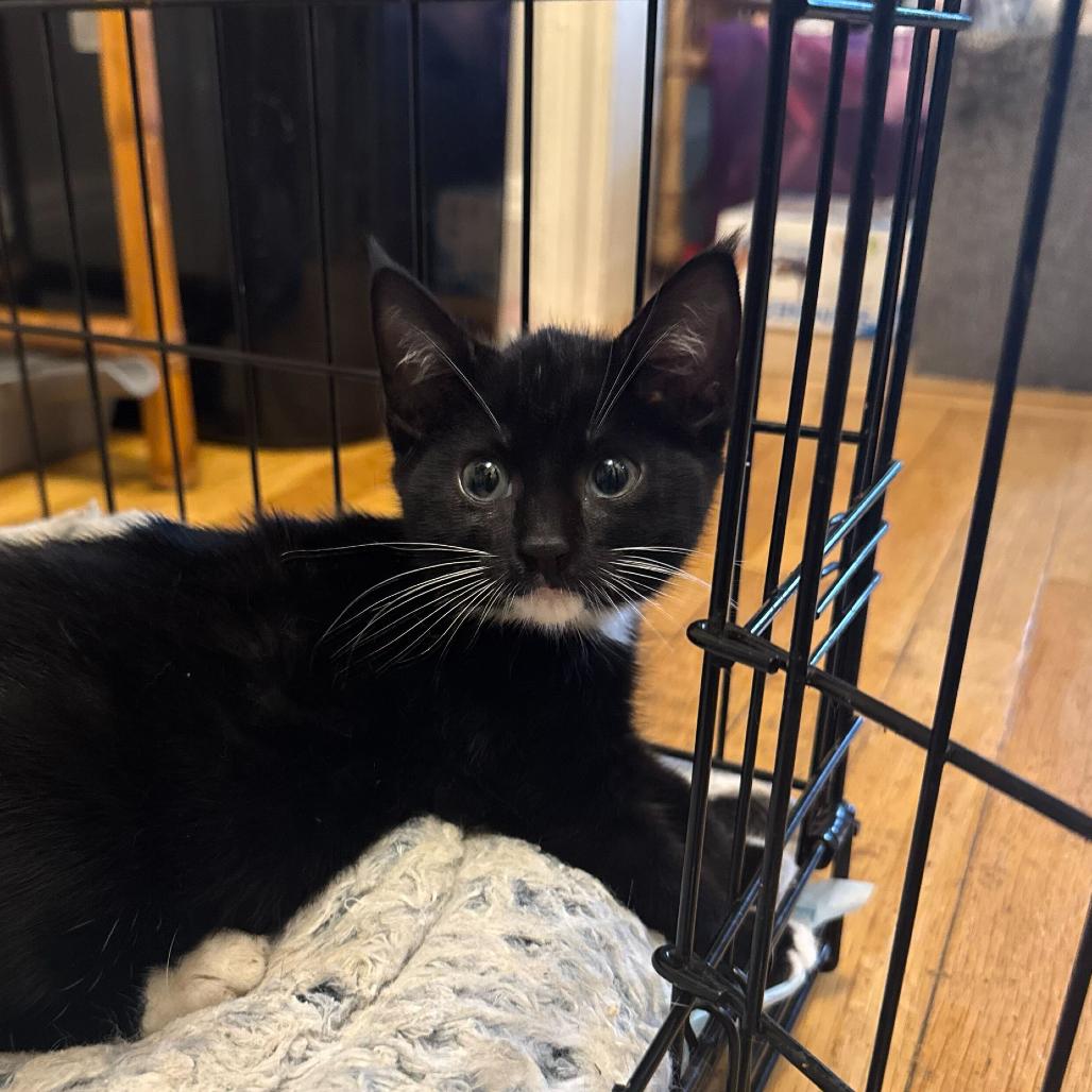 Enlarge Dr. Pepper, a Adoptable Domestic Short Hair in New York, NY image 4/5