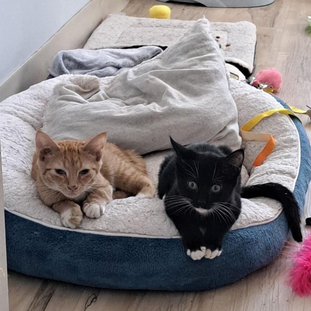 Enlarge Dr. Pepper, a Adoptable Domestic Short Hair in New York, NY image 5/5