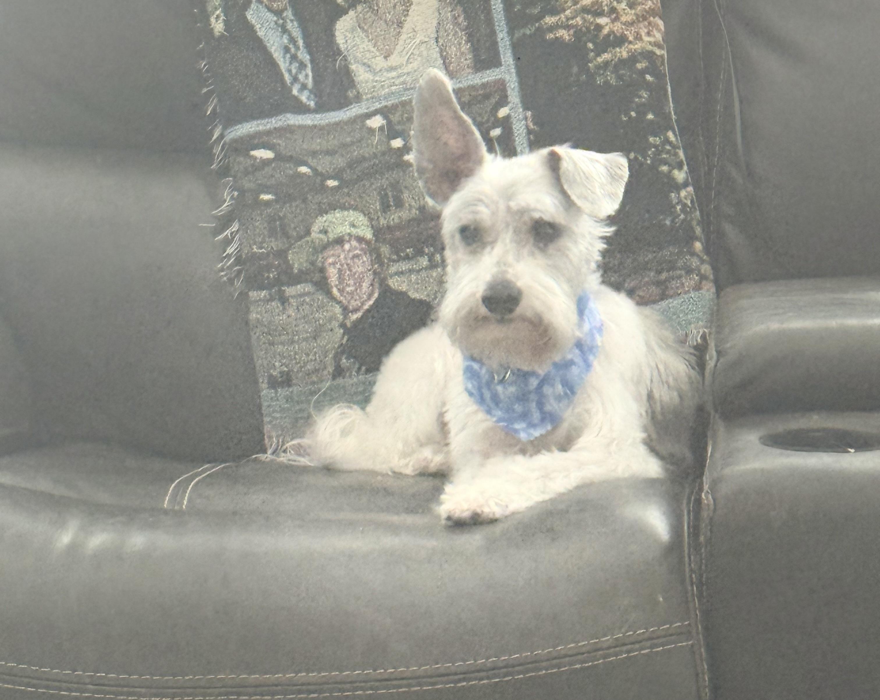 Enlarge Riley, a ADOPTABLE mixed breed in White Lake, MI image 3/4