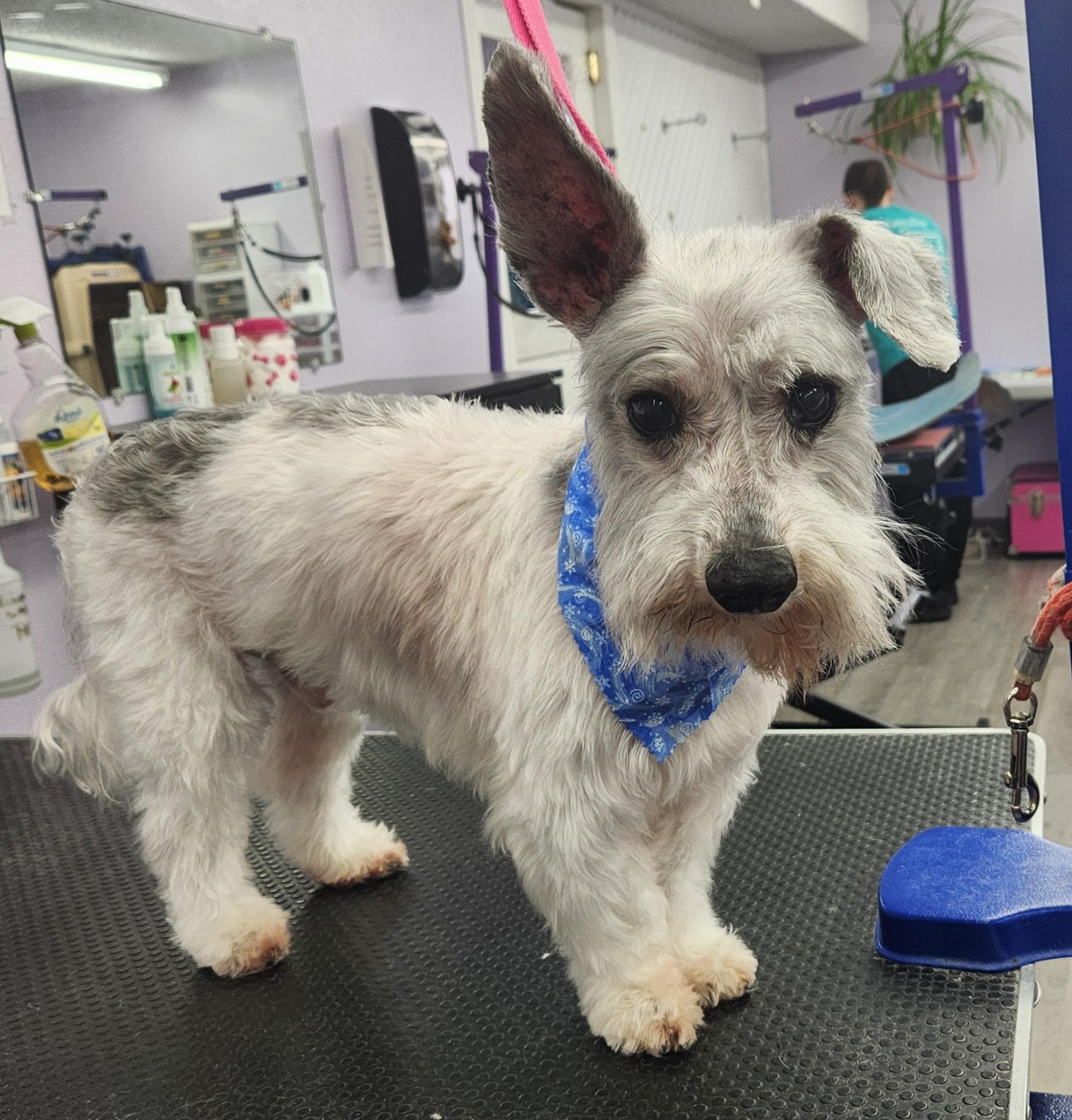 Riley, ADOPTABLE, Senior Male Miniature Schnauzer & Miniature Poodle.