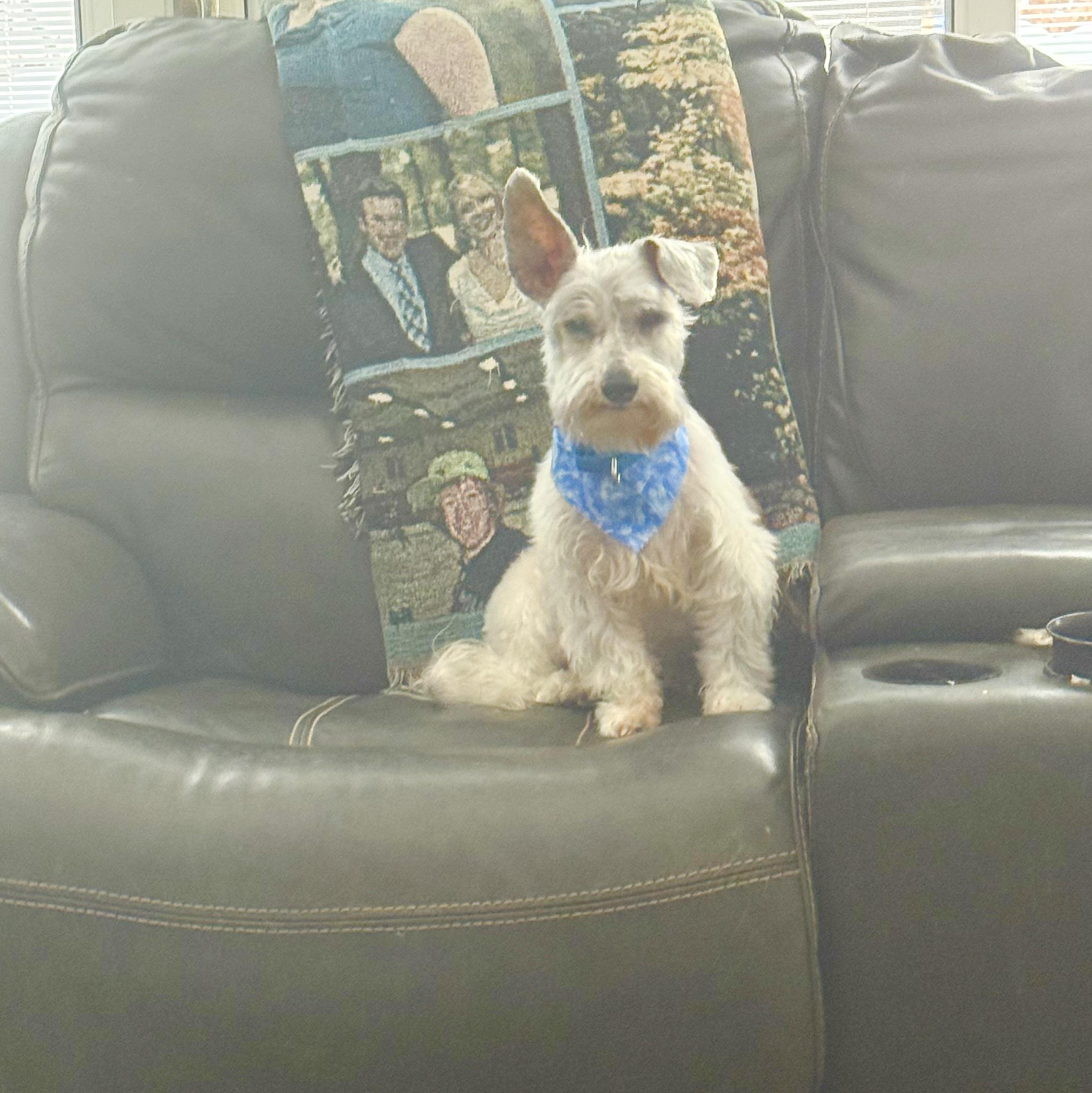 Enlarge Riley, a ADOPTABLE mixed breed in White Lake, MI image 4/4