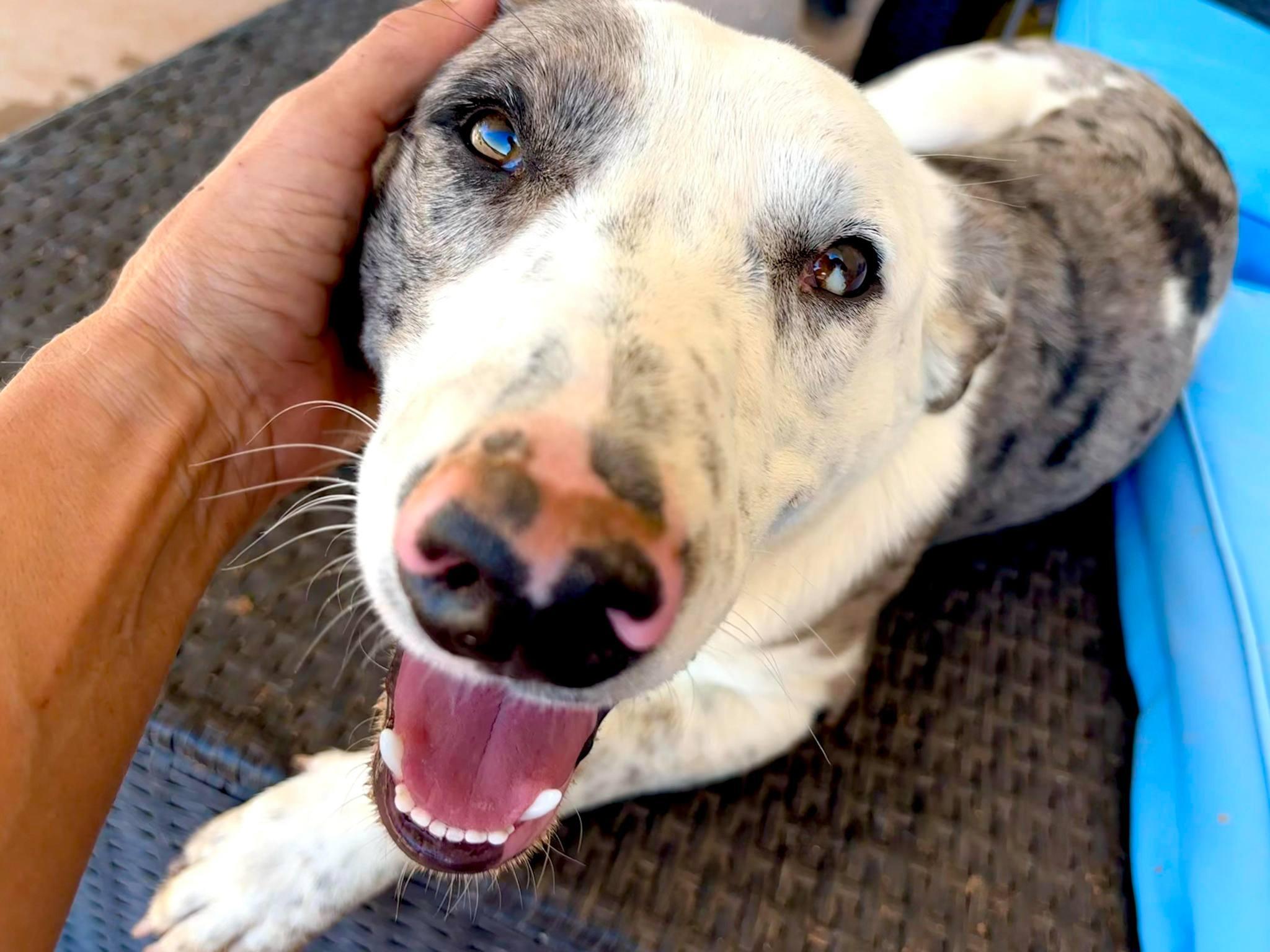 Einstein, Adopted, Adult Male Border Collie.