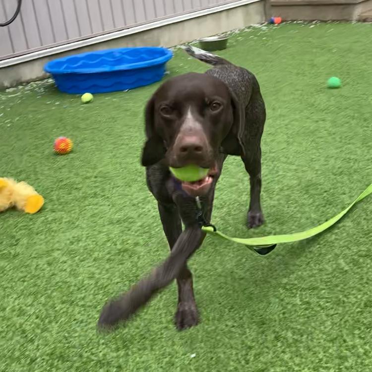 Enlarge Poppy, a Adoptable German Shorthaired Pointer in Bedford, NH image 1/2