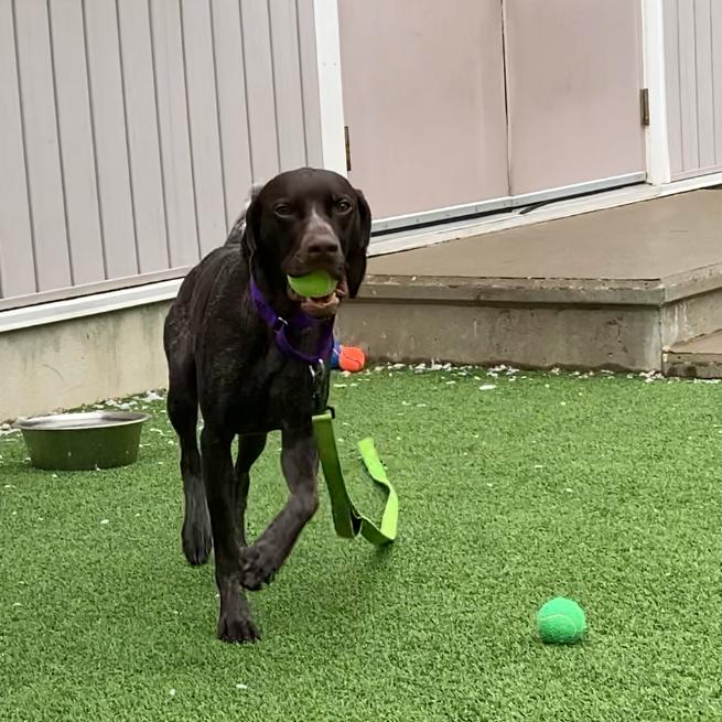 Enlarge Poppy, a Adoptable German Shorthaired Pointer in Bedford, NH image 2/2