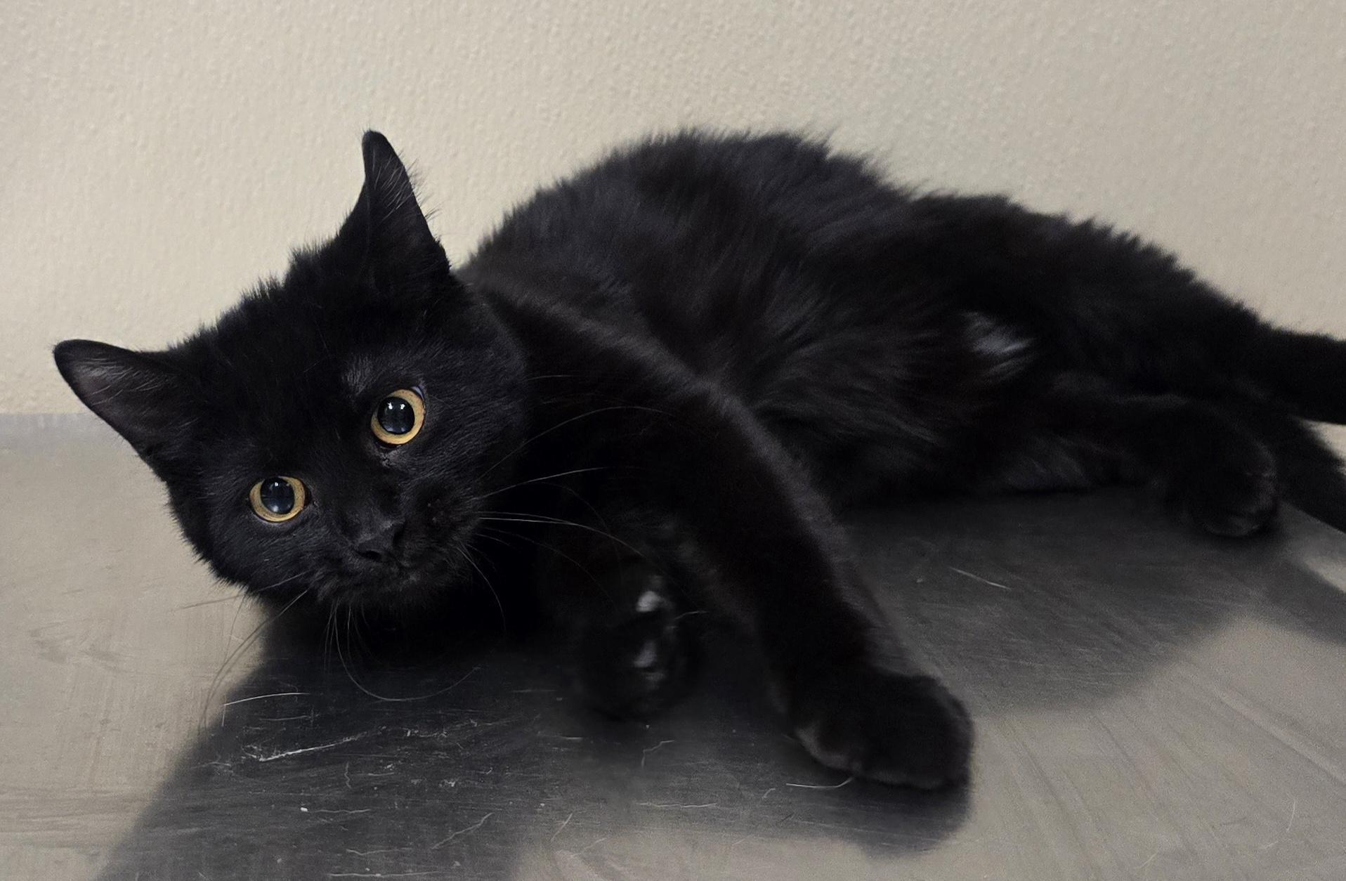 Enlarge Kelly, an adoptable mixed breed in Brainerd, MN image 1/1