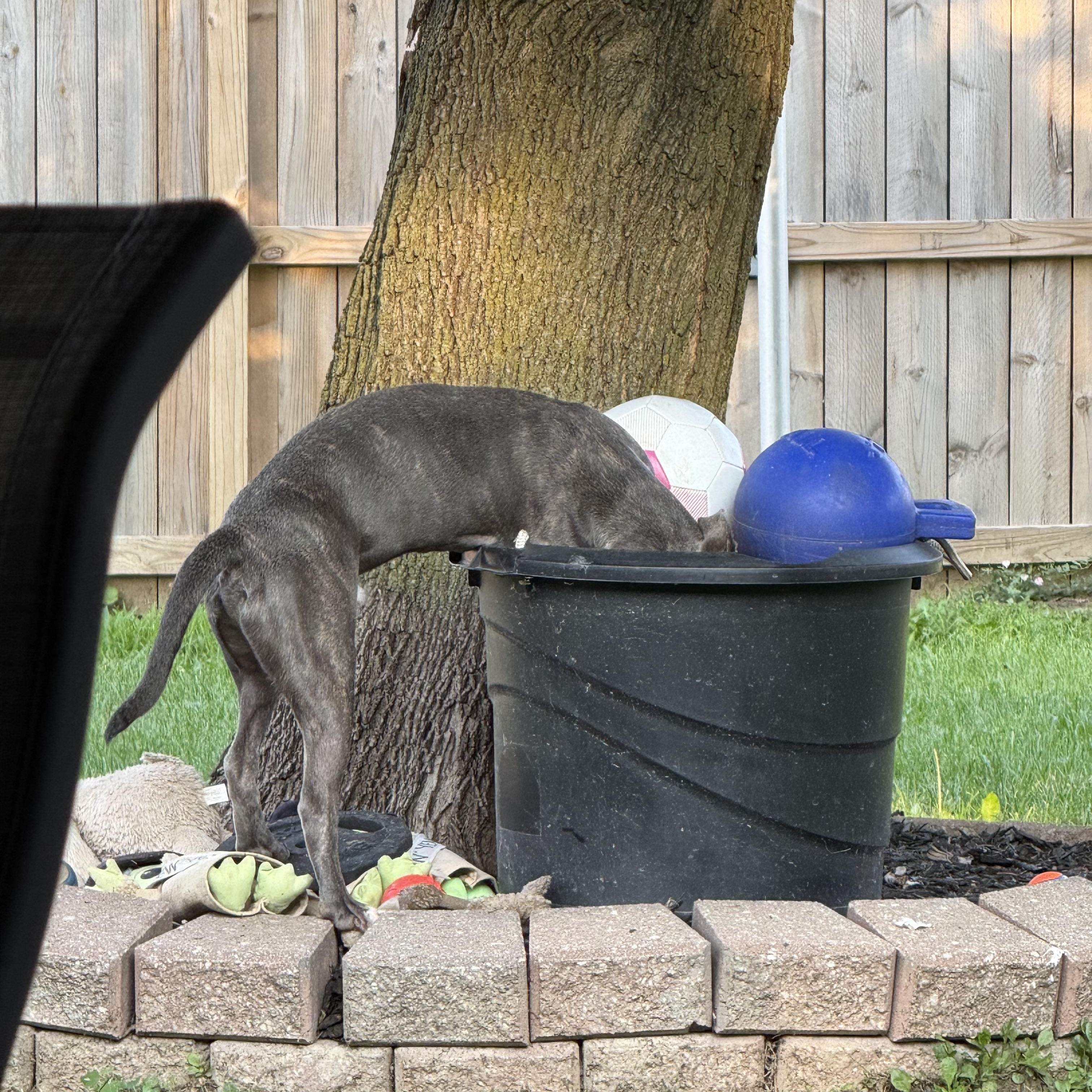 Flick, Adoptable, Young Male Pit Bull Terrier & American Staffordshire Terrier.