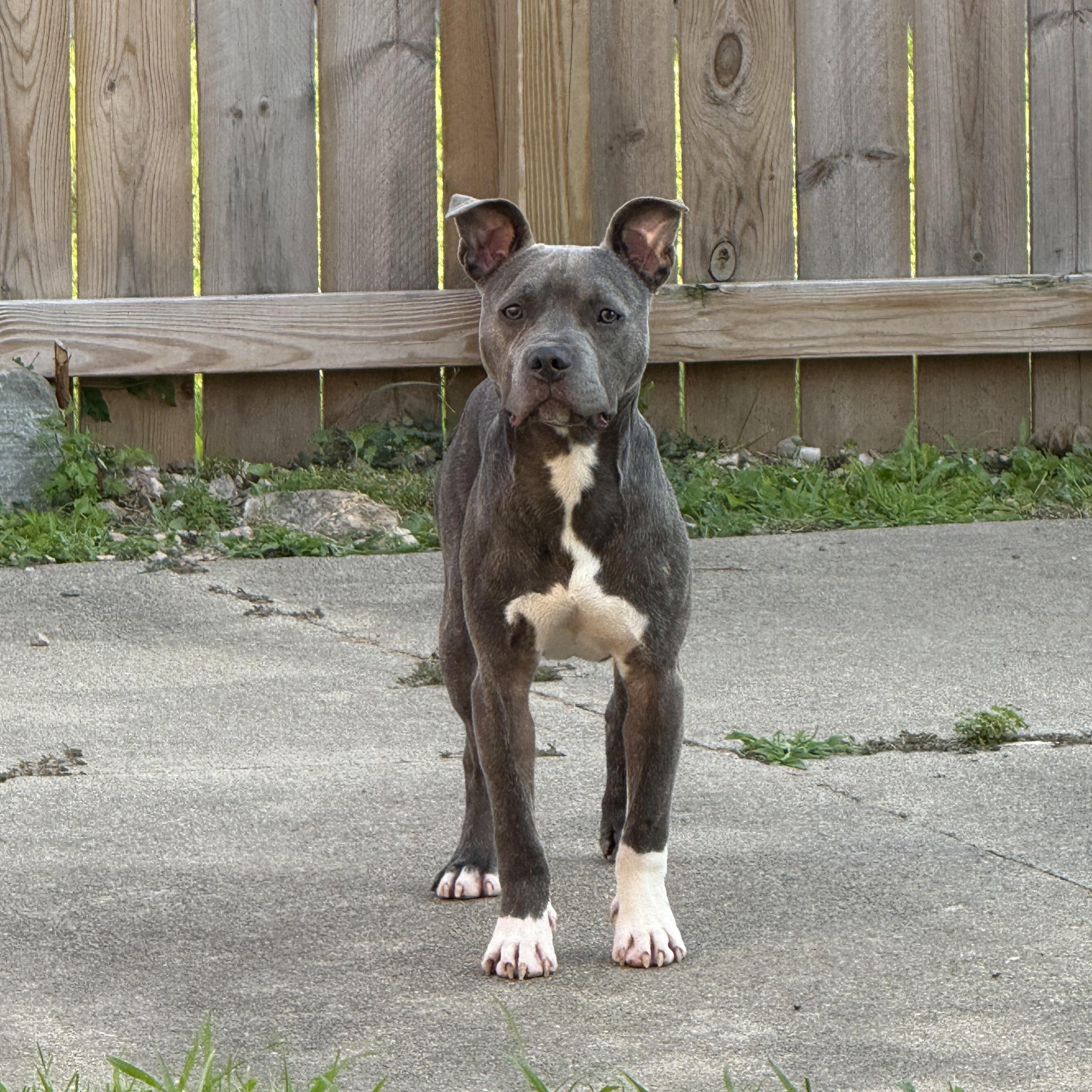 Flick, a Adoptable mixed breed in Allen Park, MI image 2/6