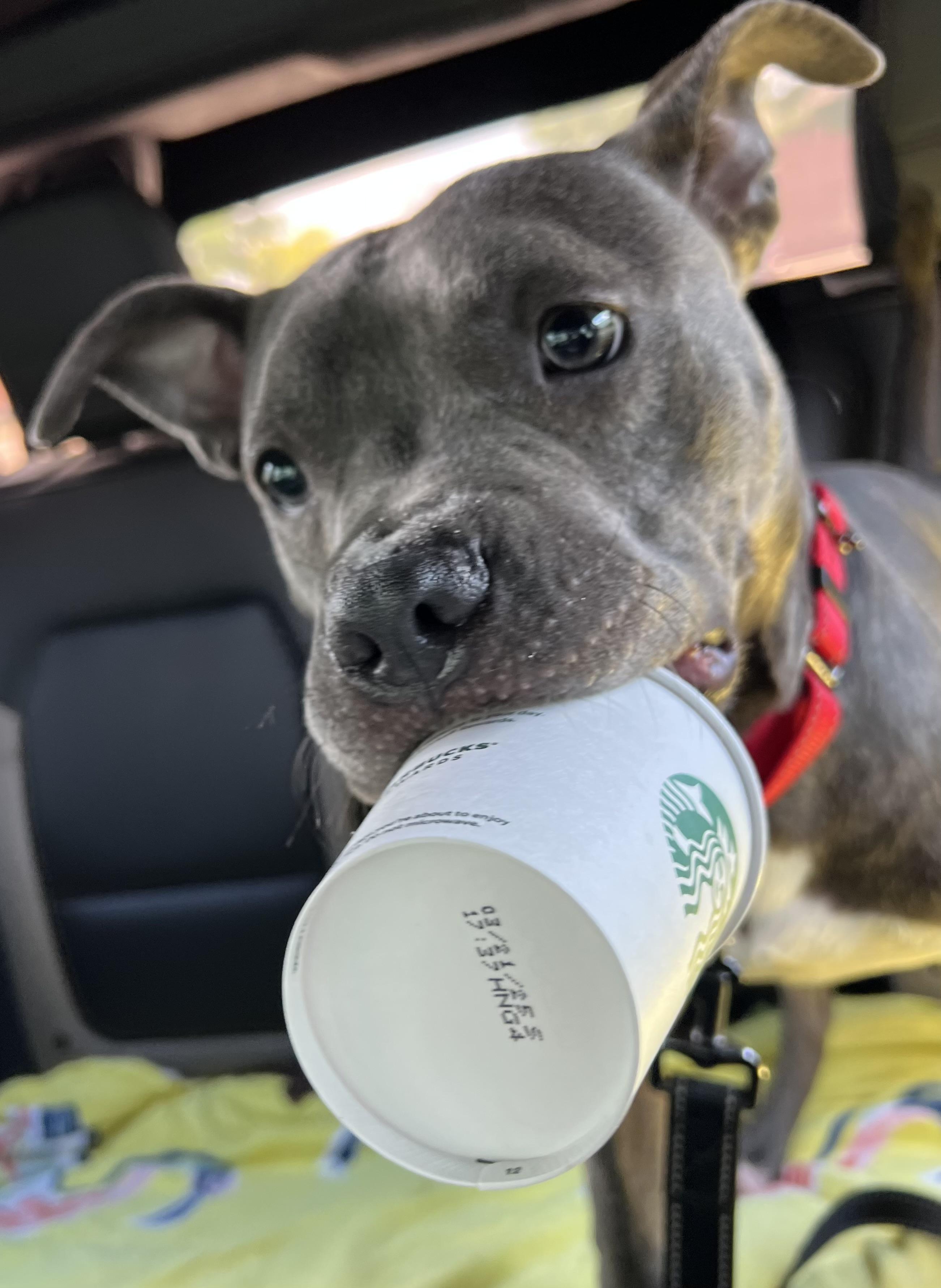 Flick, a Adoptable mixed breed in Allen Park, MI image 3/6