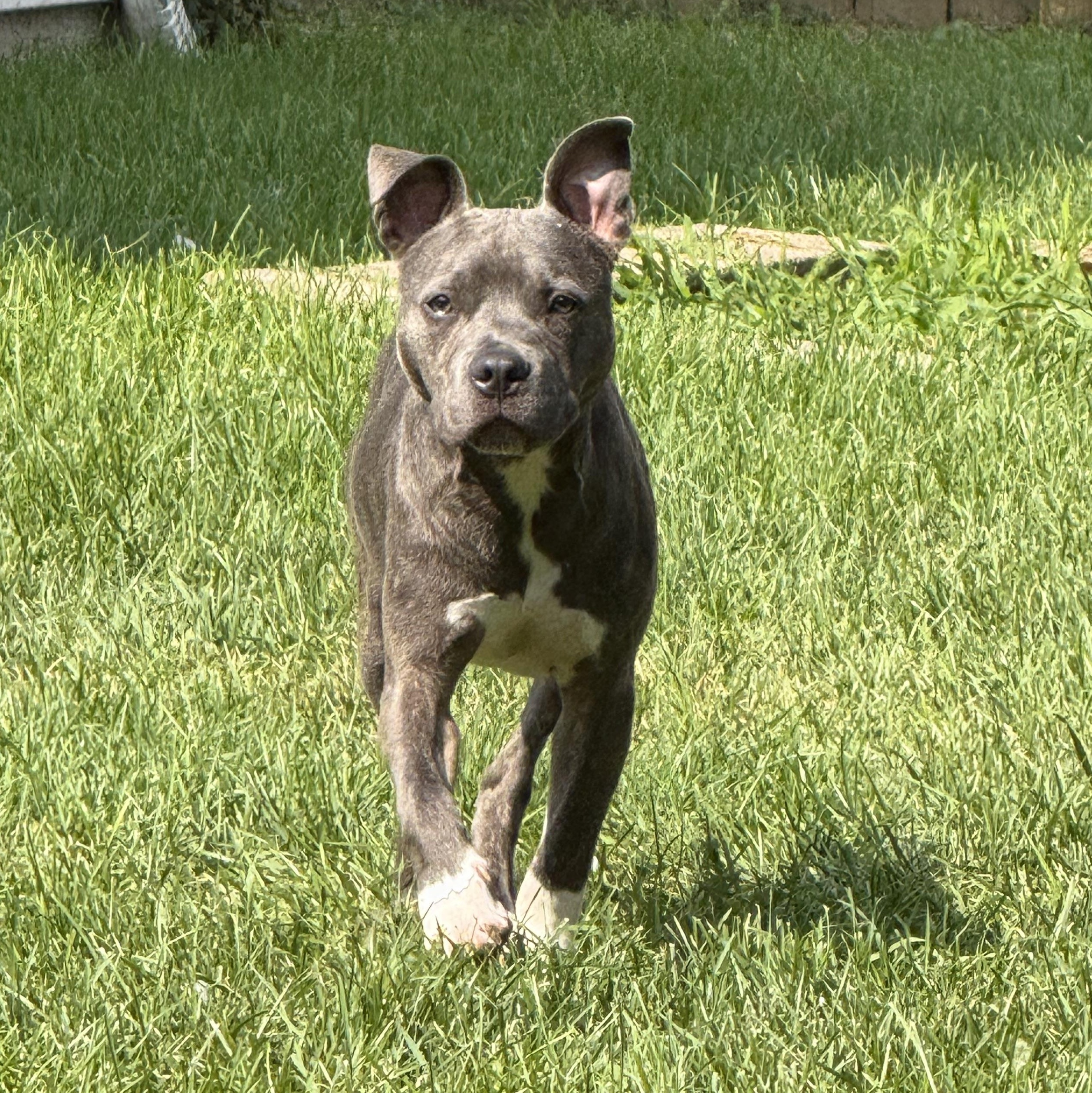 Flick, a Adoptable mixed breed in Allen Park, MI image 4/6